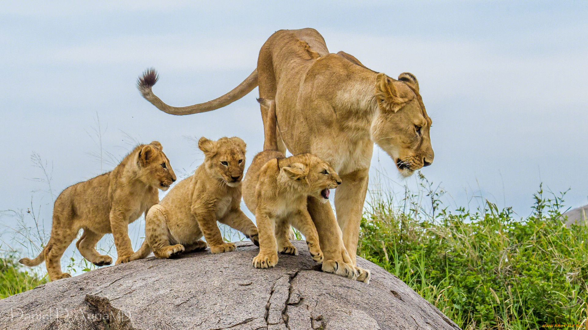 животные, львы, мама, дети, семья