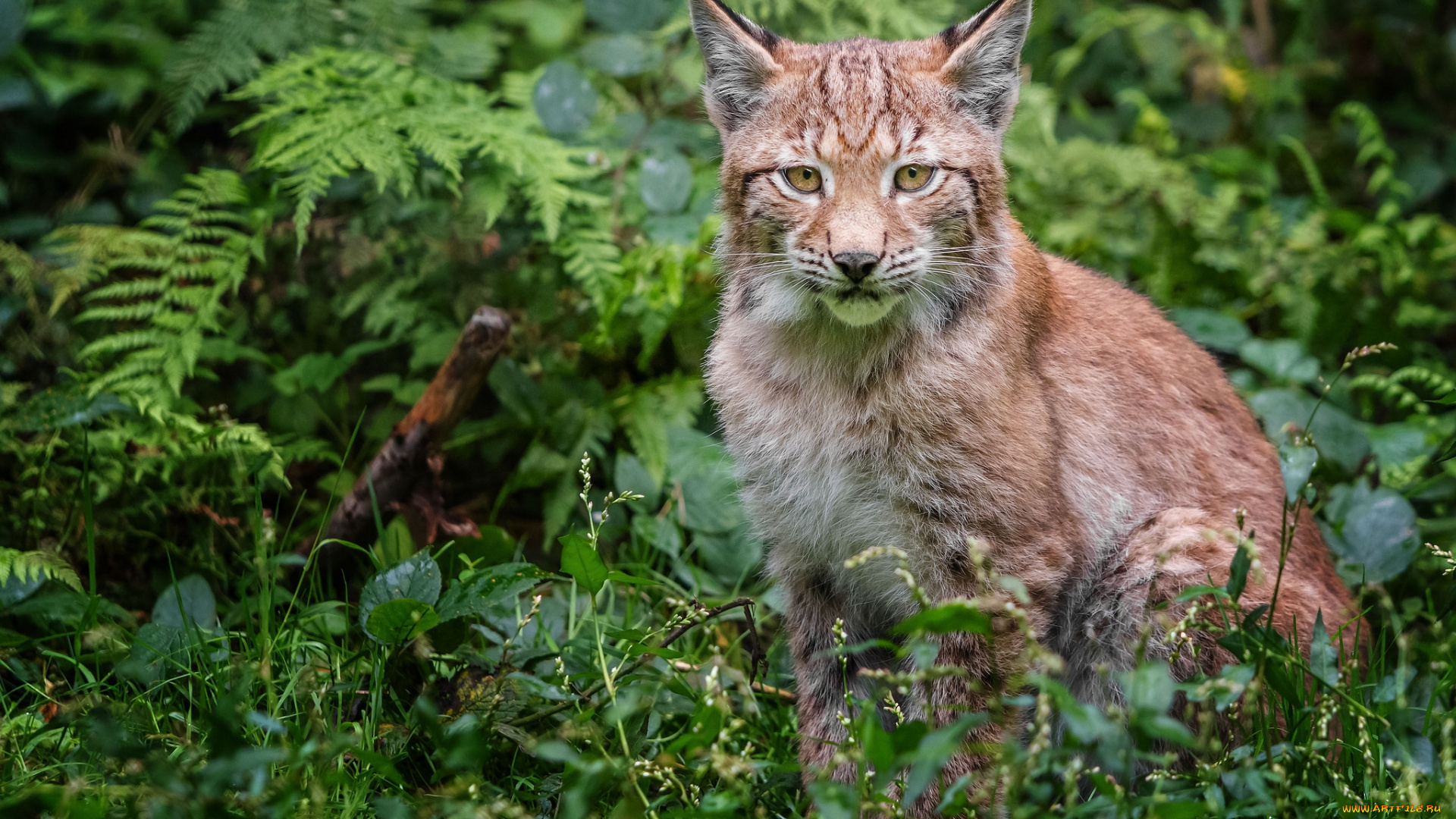животные, рыси, кошка