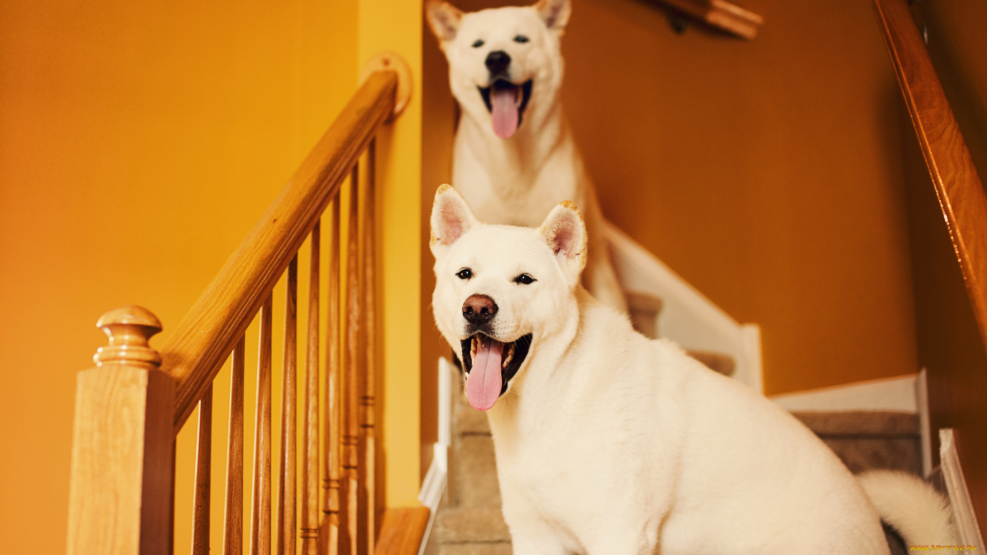 животные, собаки, щенки