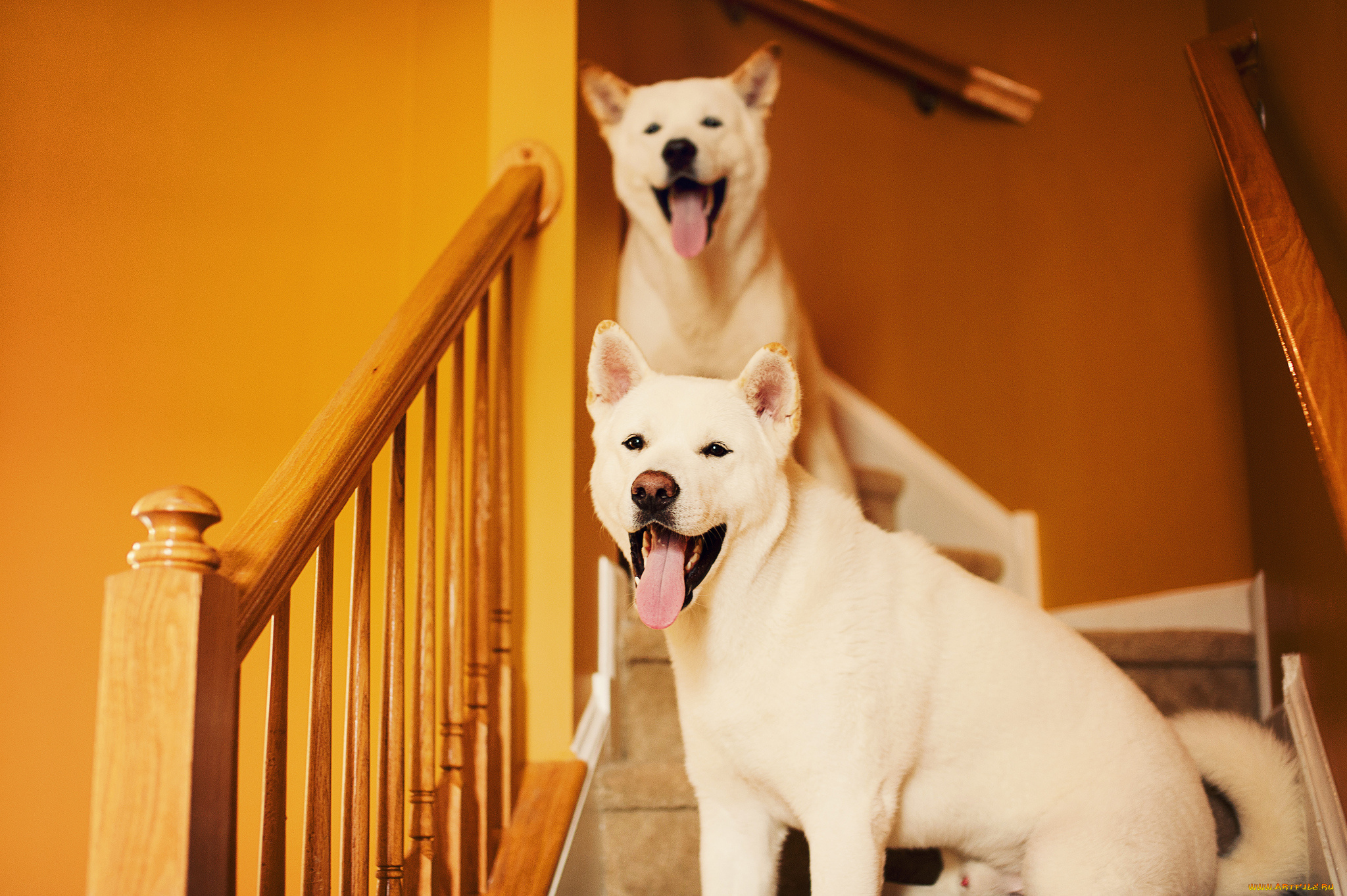 животные, собаки, щенки