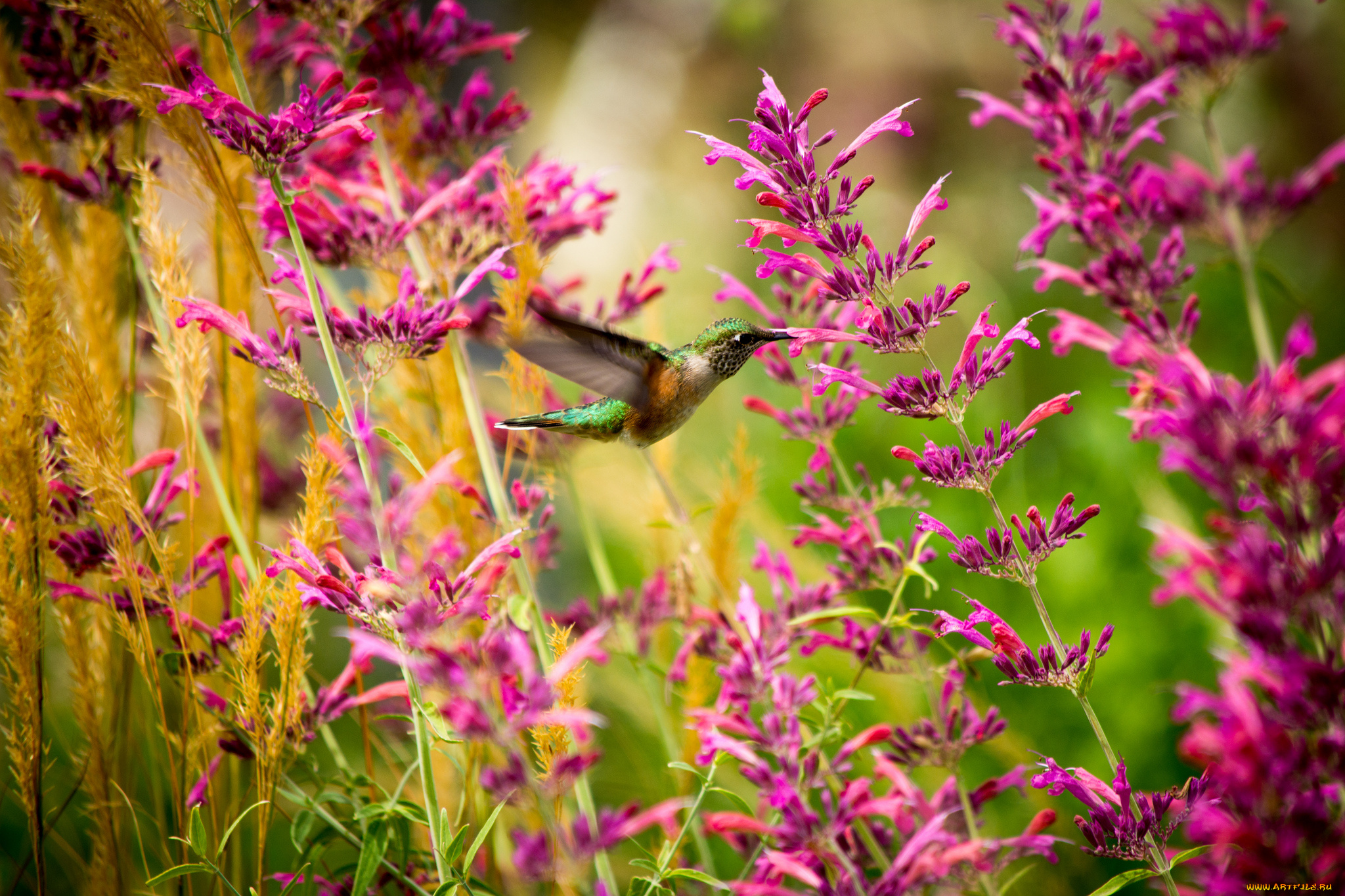 животные, колибри, цветы, полет, кроха