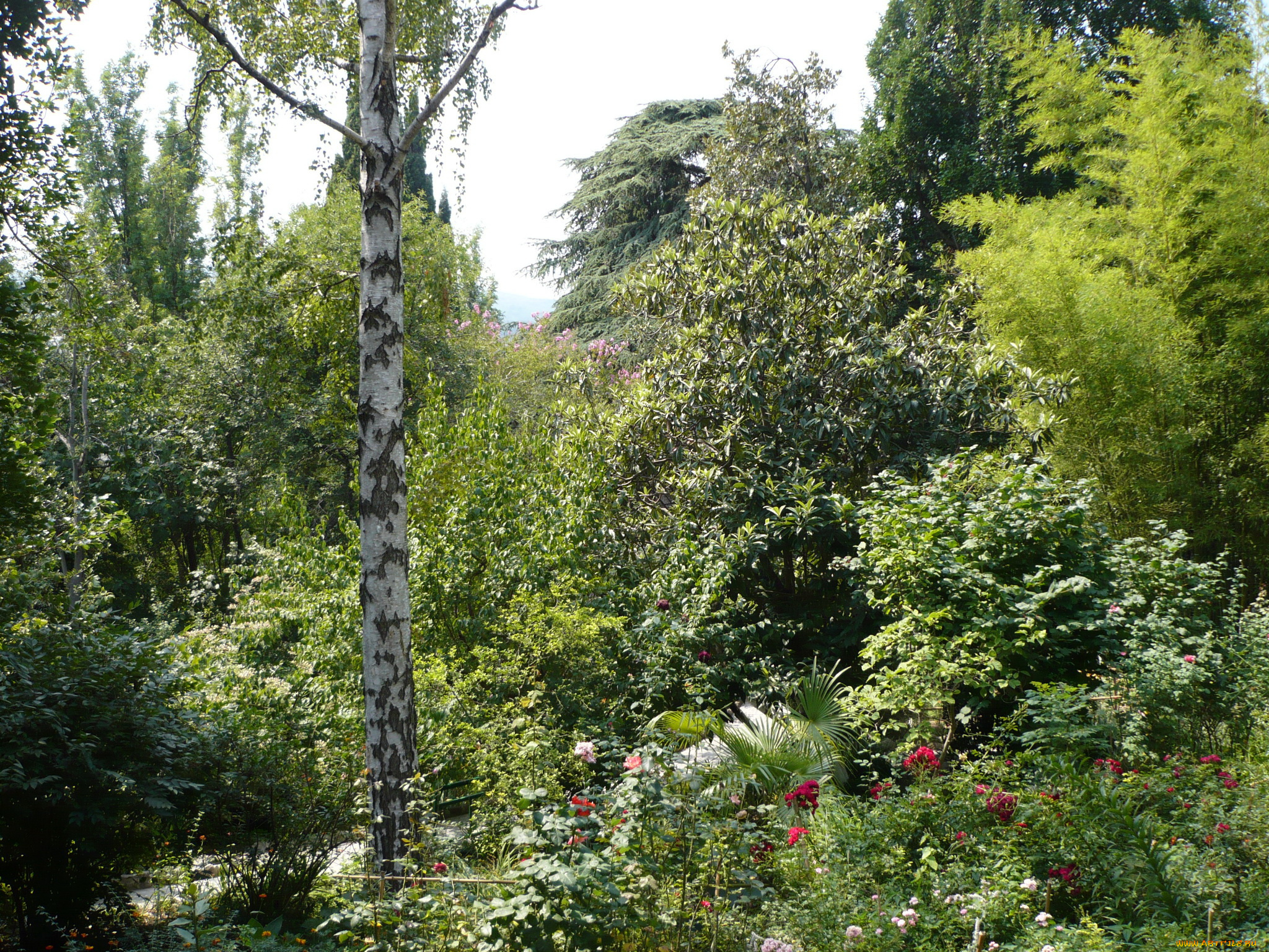 Ялта, крым, природа, парк