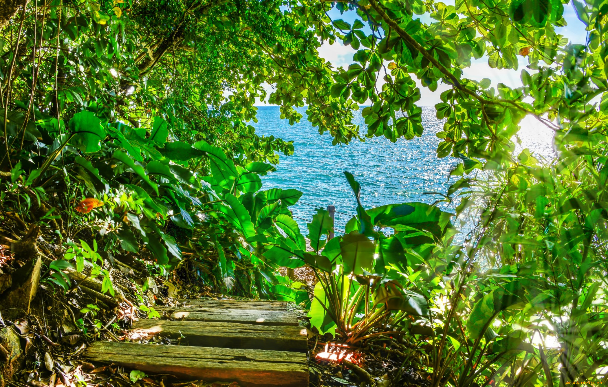 природа, побережье, просвет, заросли, деревья, листва, море