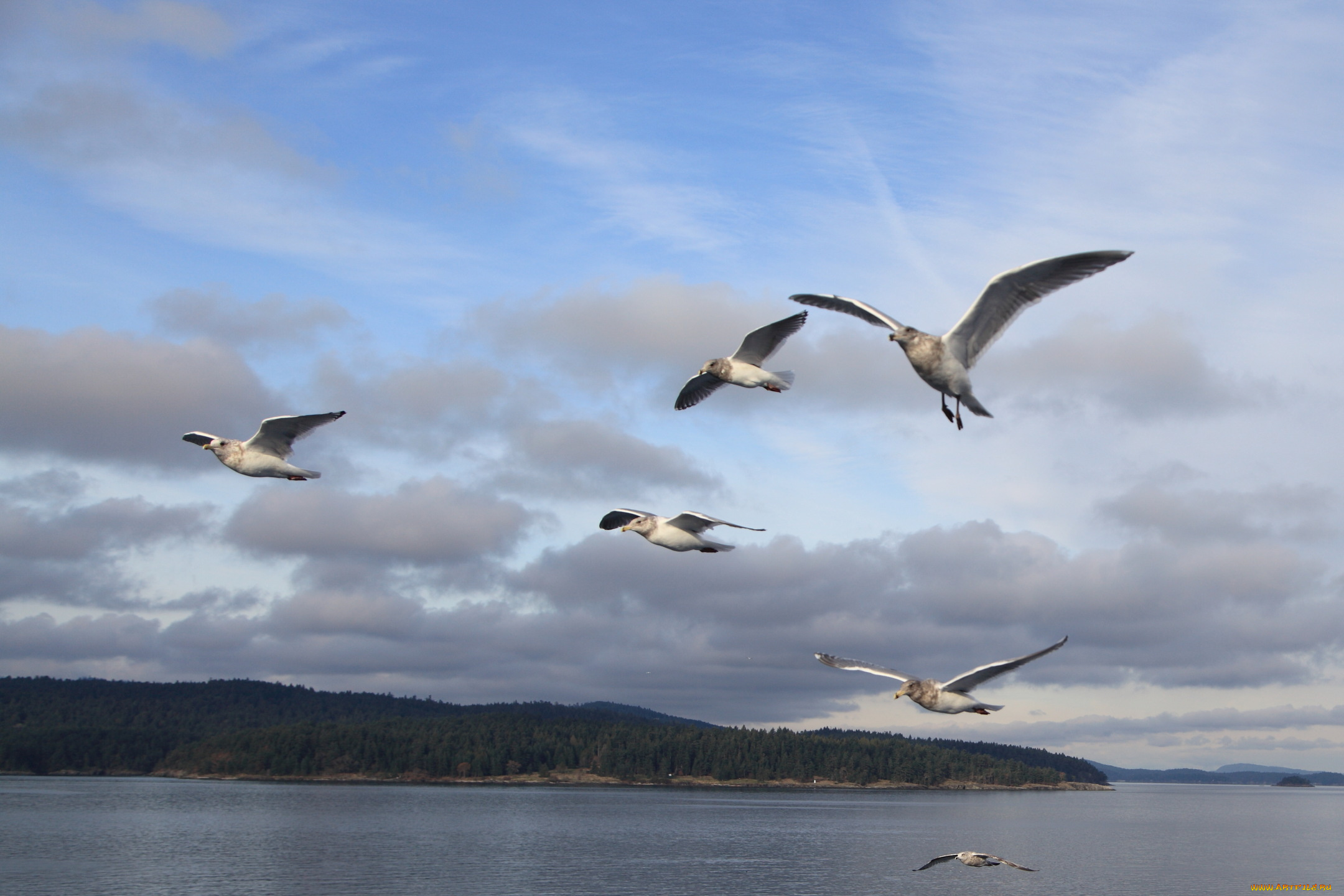 животные, Чайки, бакланы, крачки, полет