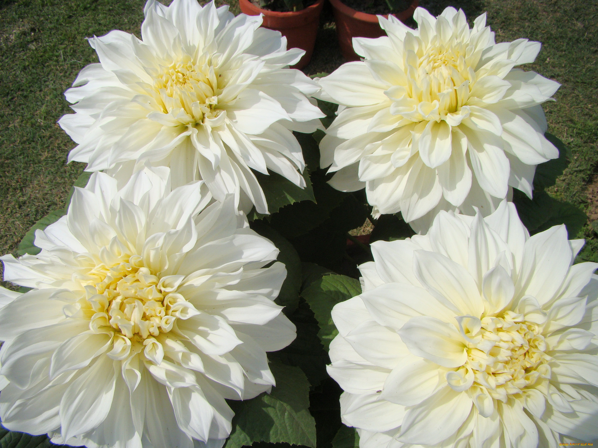 цветы, георгины