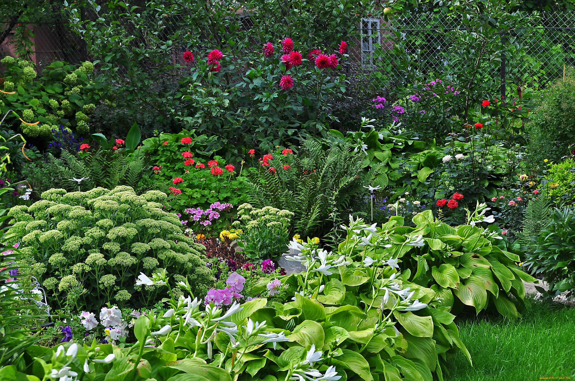 природа, парк, растения, сад, цветы