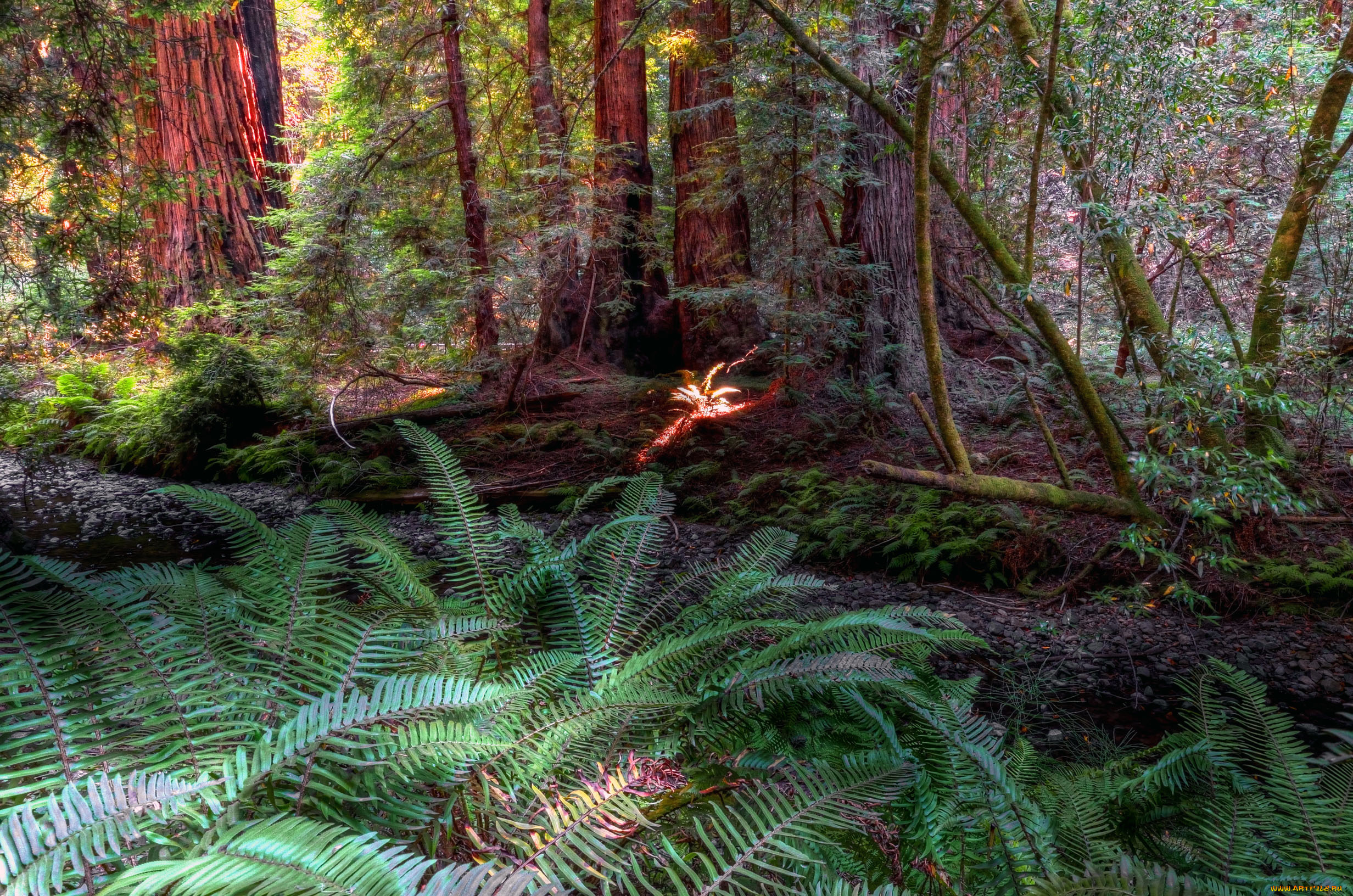 природа, камни, минералы, стволы, листва, папоротник, лес