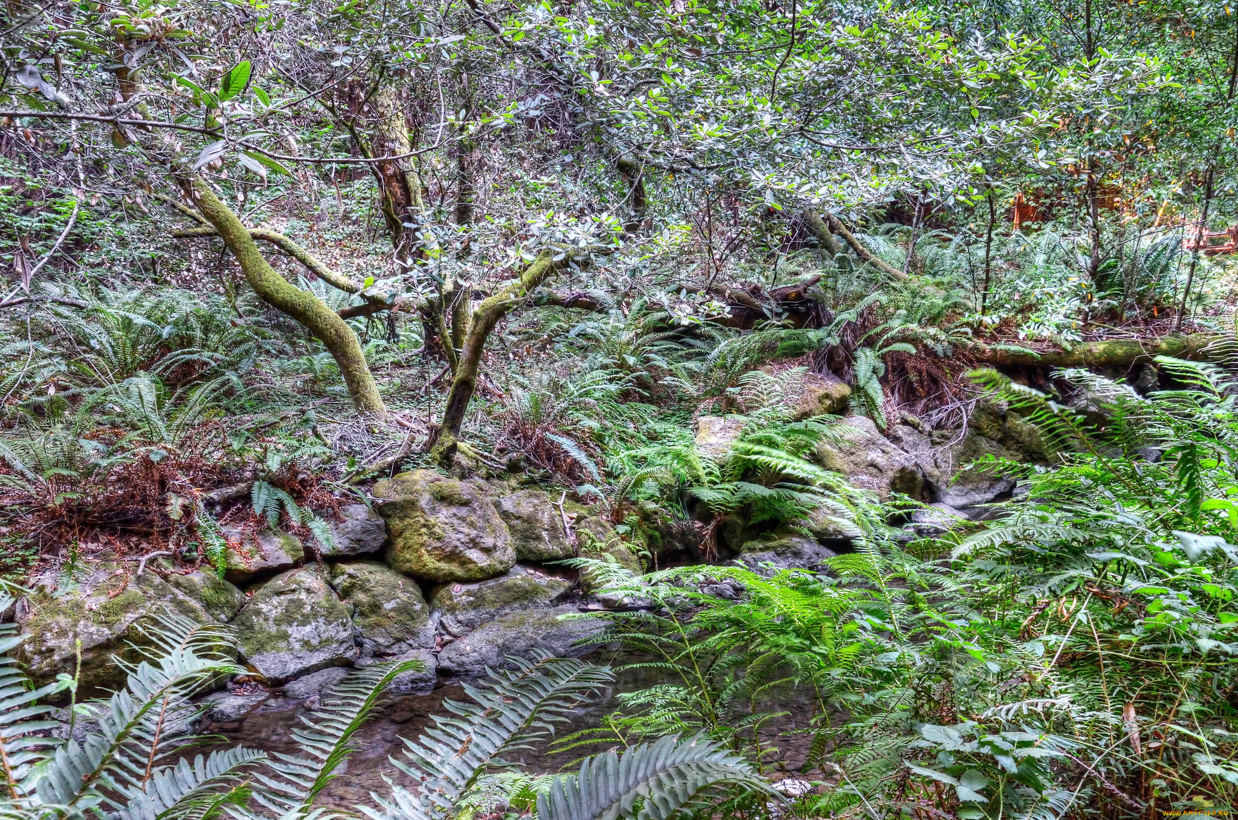 природа, листья, кусты, трава, камни, папоротники