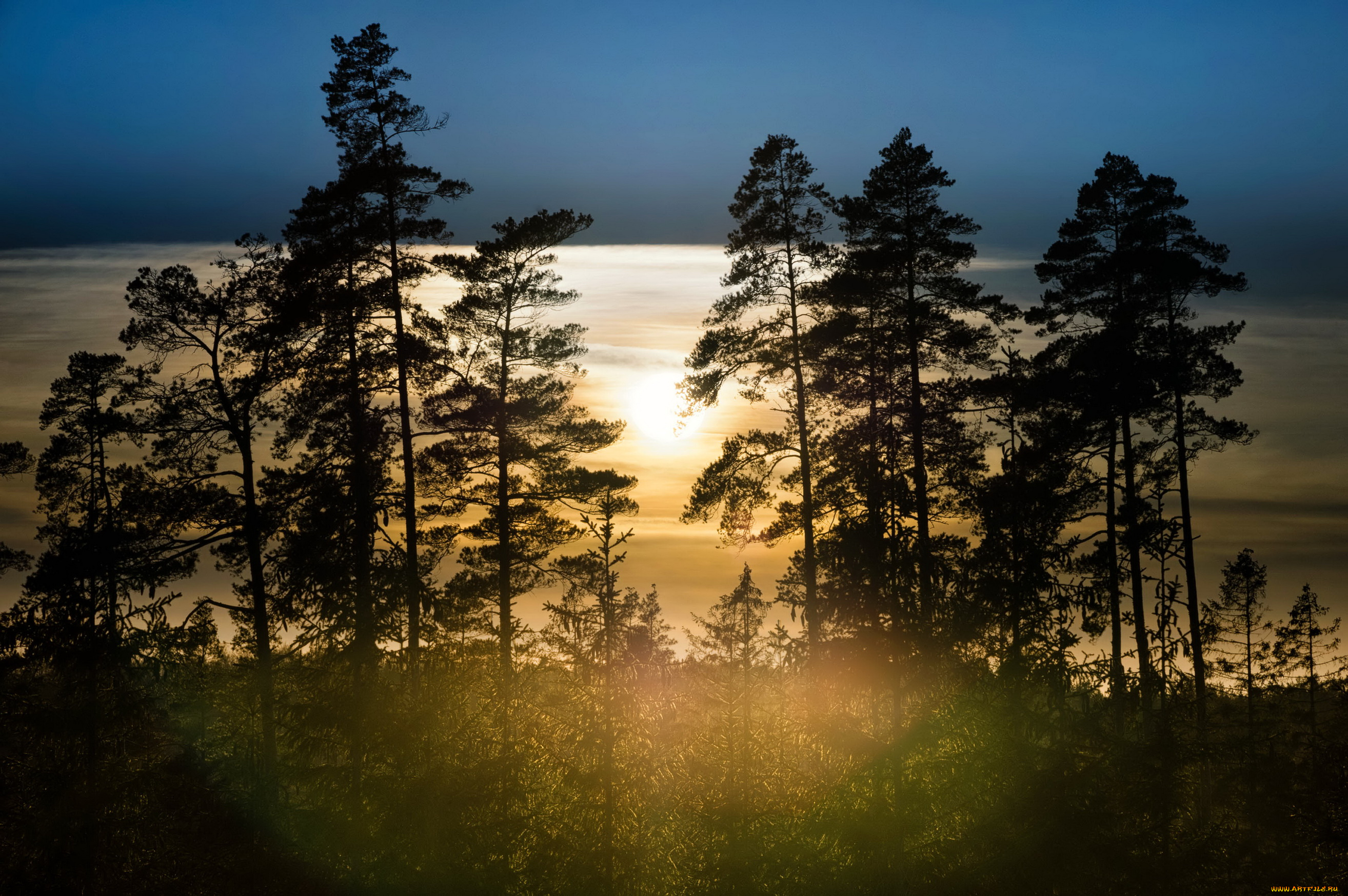 природа, лес, швеция, туман