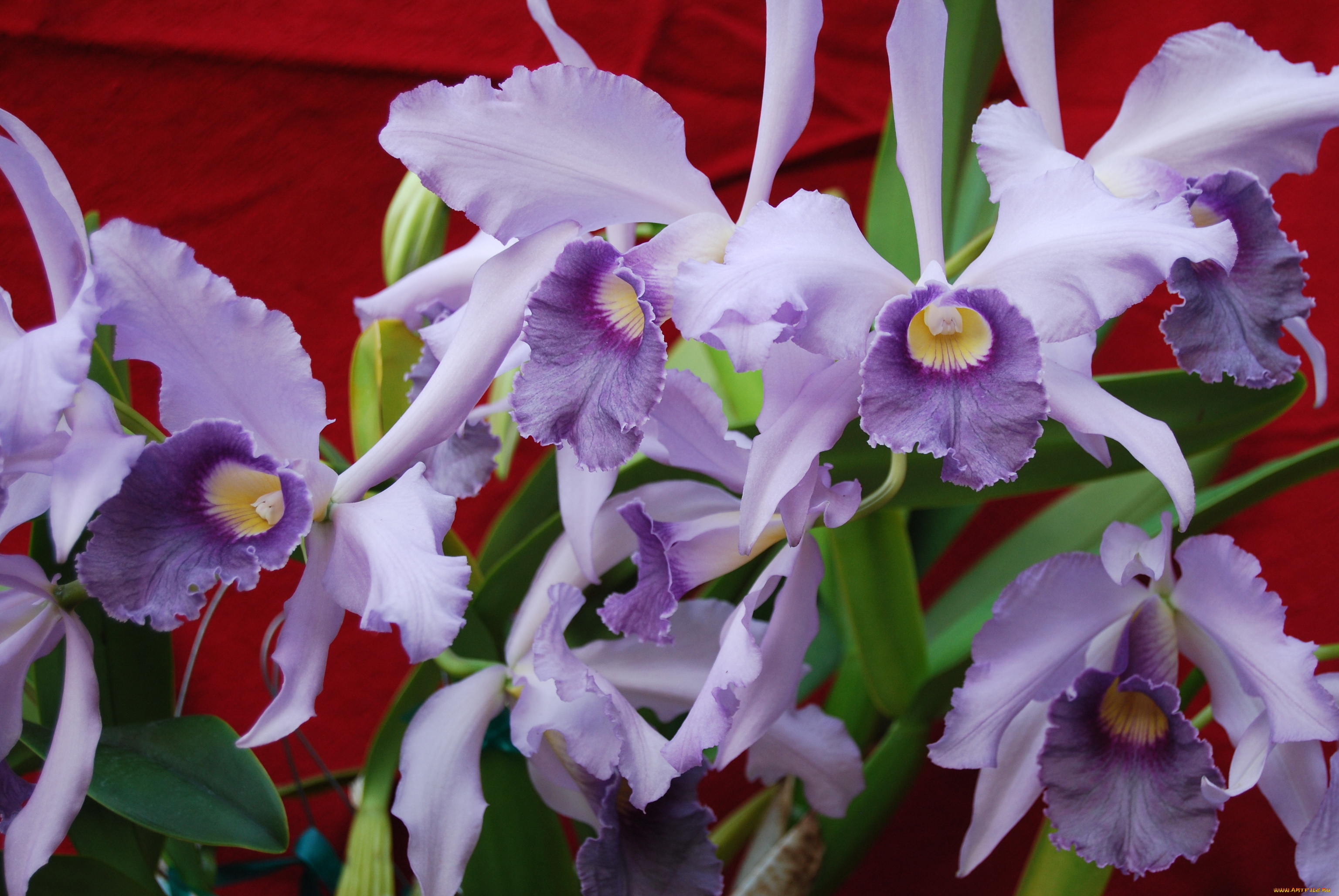 цветы, орхидеи