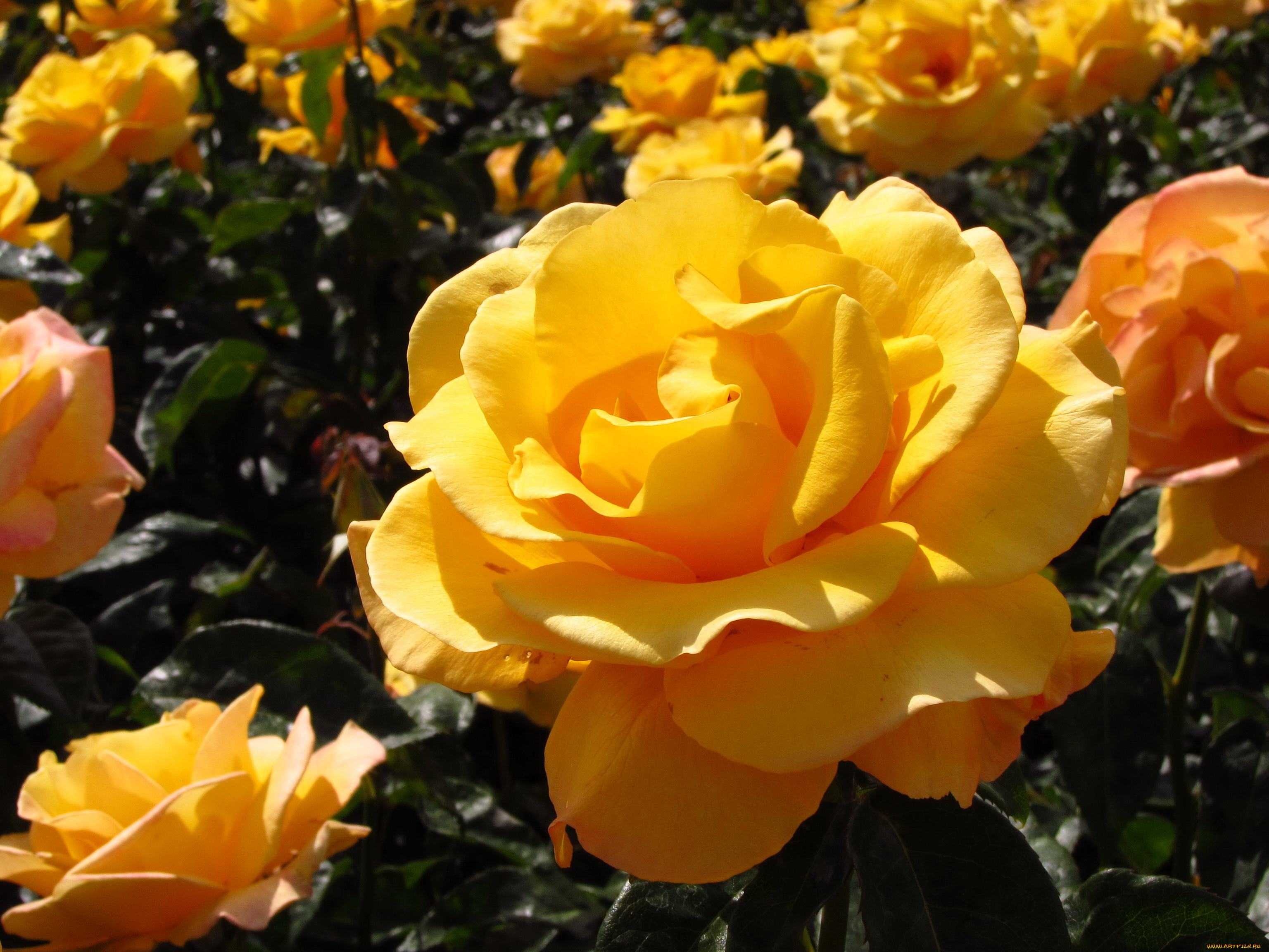 цветы, розы, бутоны