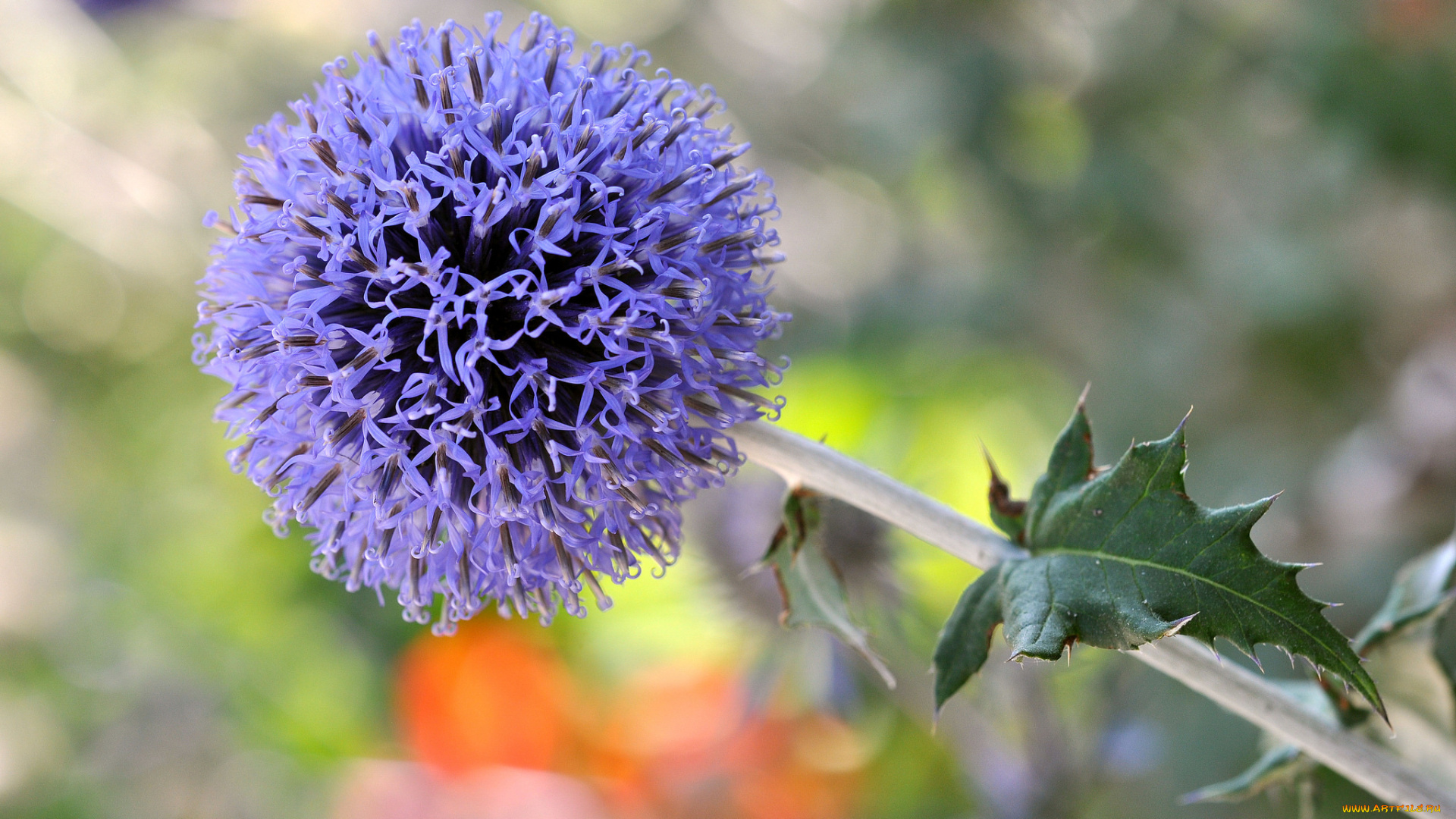 цветы, аллиум, , декоративный, лук, аллиум, декоративный, лук, сиреневый