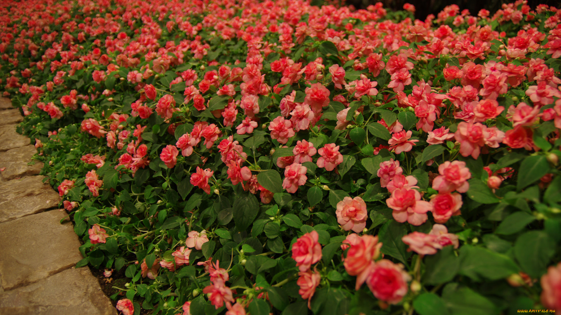 цветы, бегония, цветение, лепестки, листья, желтая