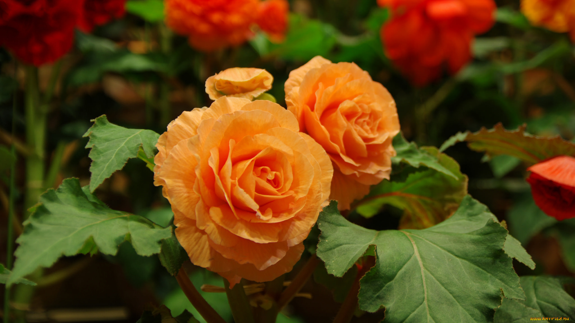 цветы, бегония, цветение, лепестки, листья, желтая