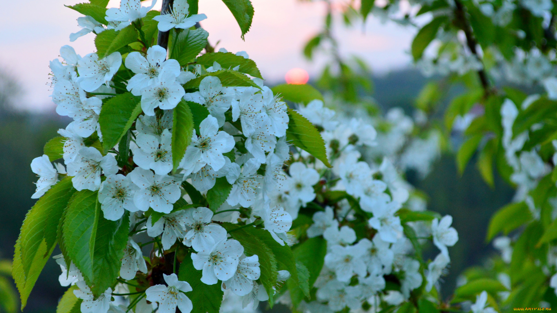 цветы, цветущие, деревья, , , кустарники, ветка, листики, цветочки, цветение, нежно