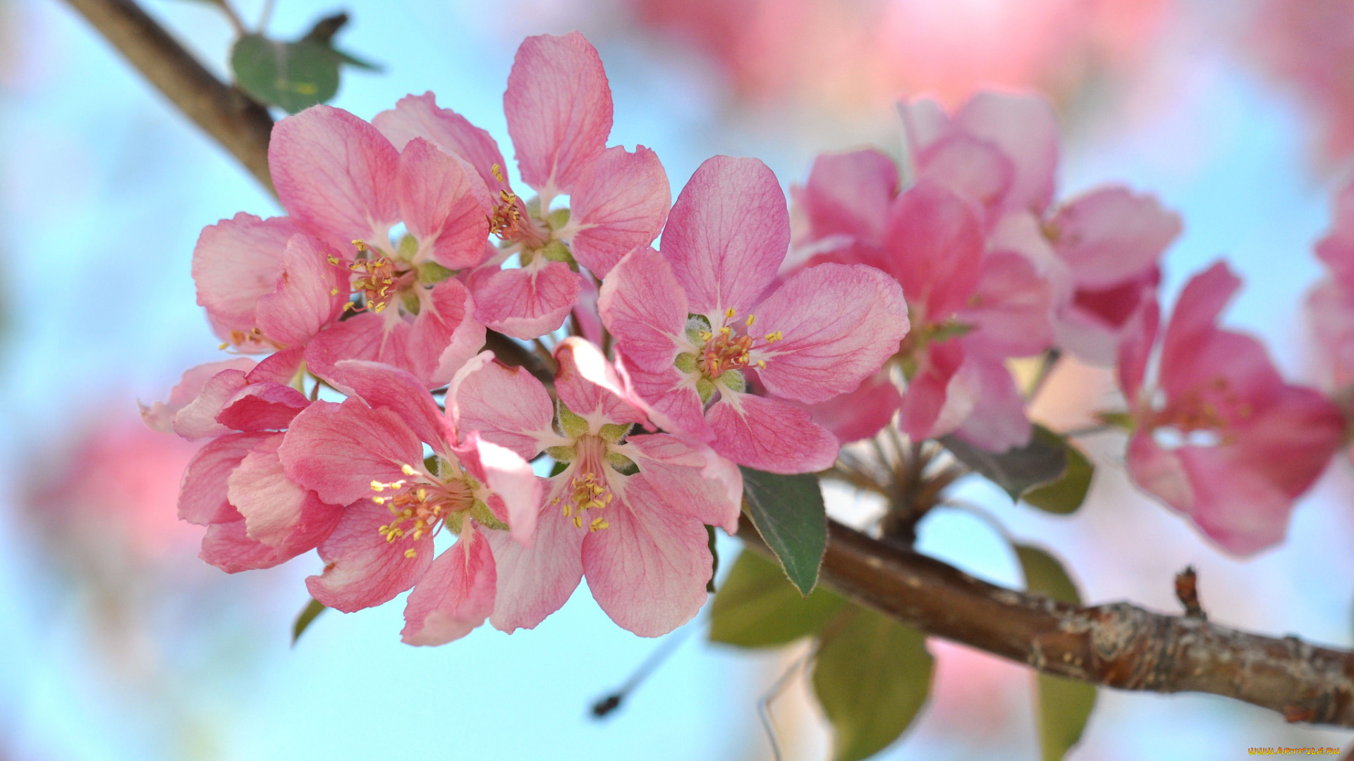 цветы, цветущие, деревья, , , кустарники, ветка, листья