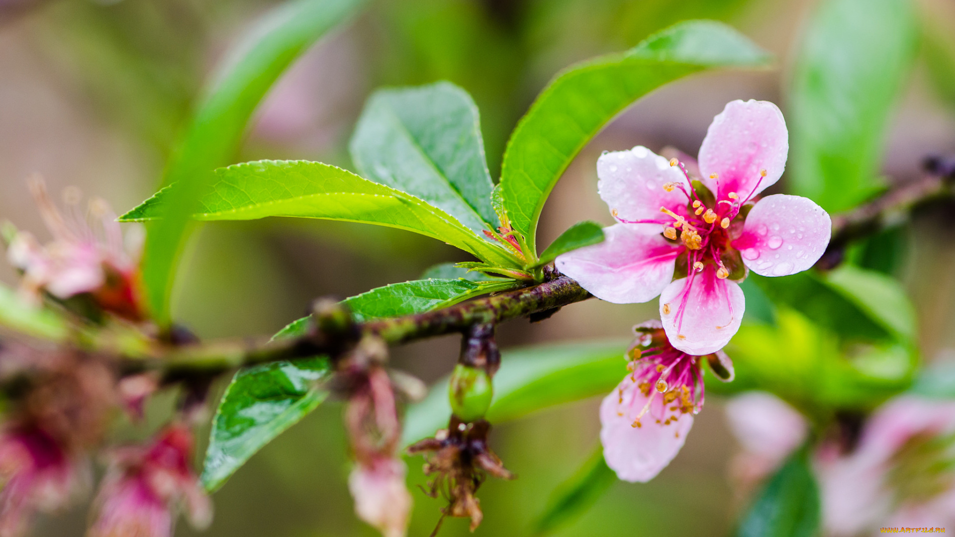 цветы, цветущие, деревья, , , кустарники, ветка, листья