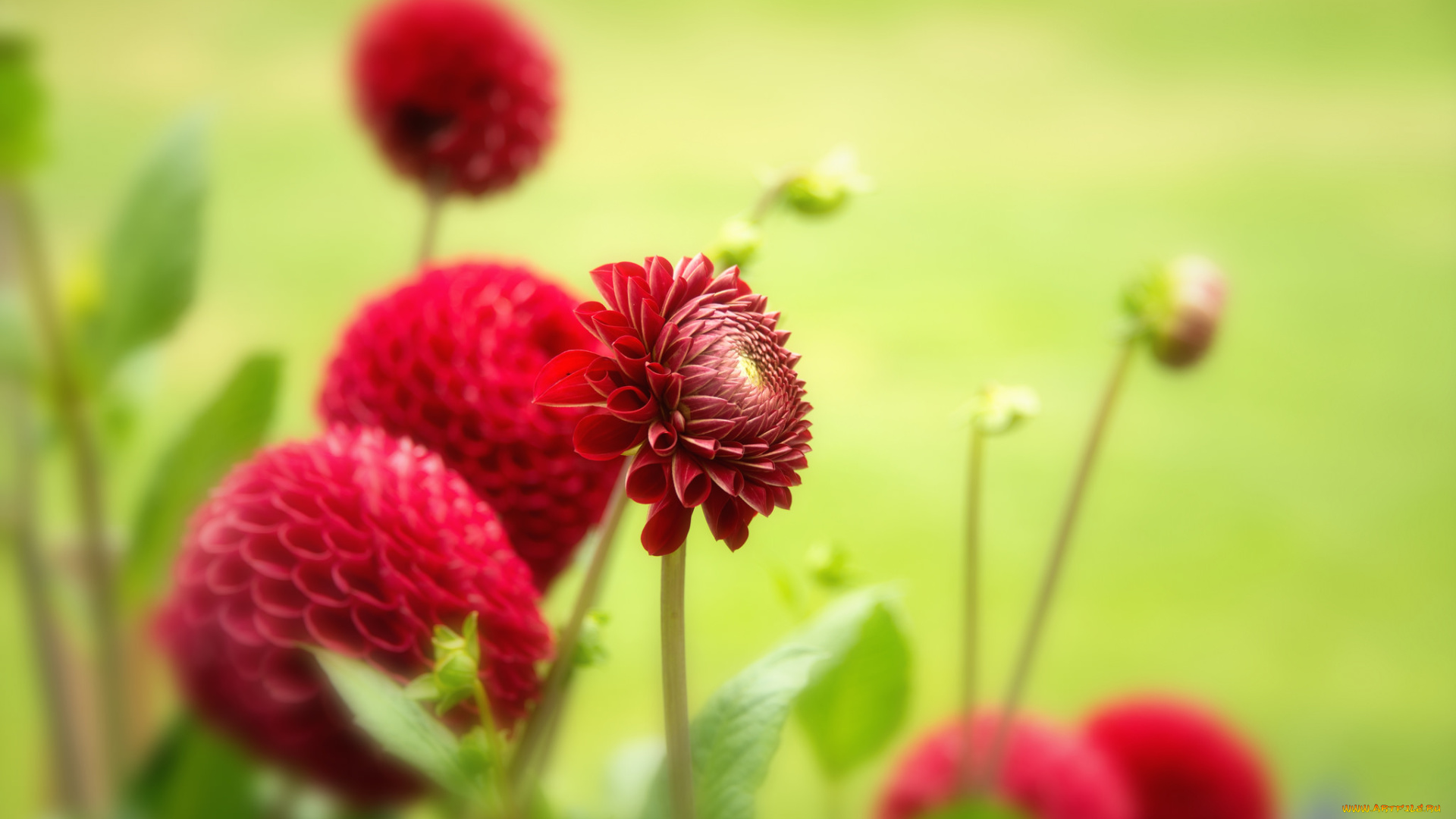 цветы, георгины, бутоны, цветение, георгин, лепестки, алый