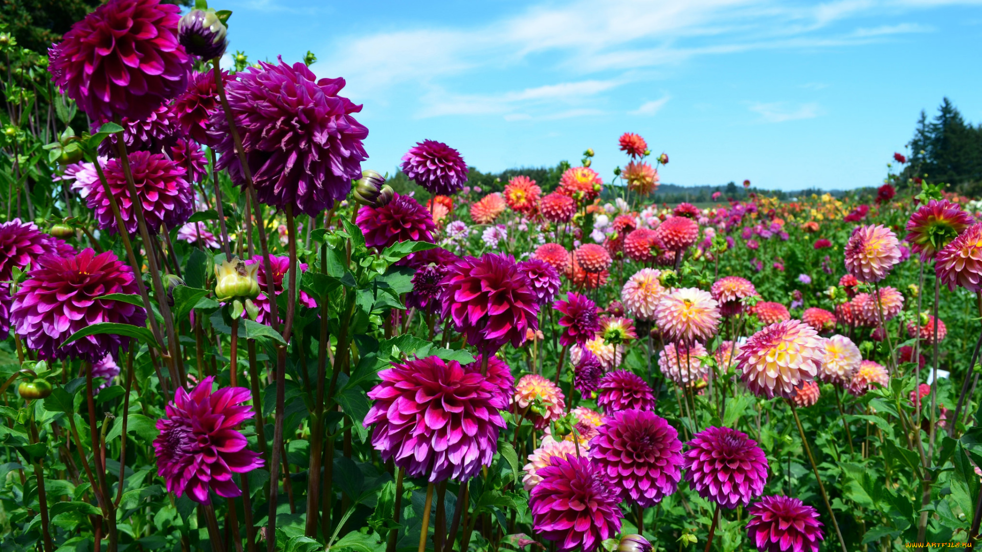 цветы, георгины, цветение, георгин, алый, лепестки, бутоны