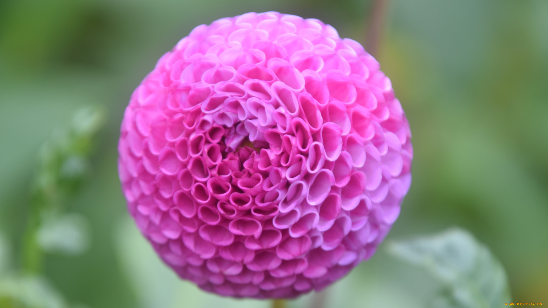 цветы, георгины, георгин, лепестки, цветение, розовый