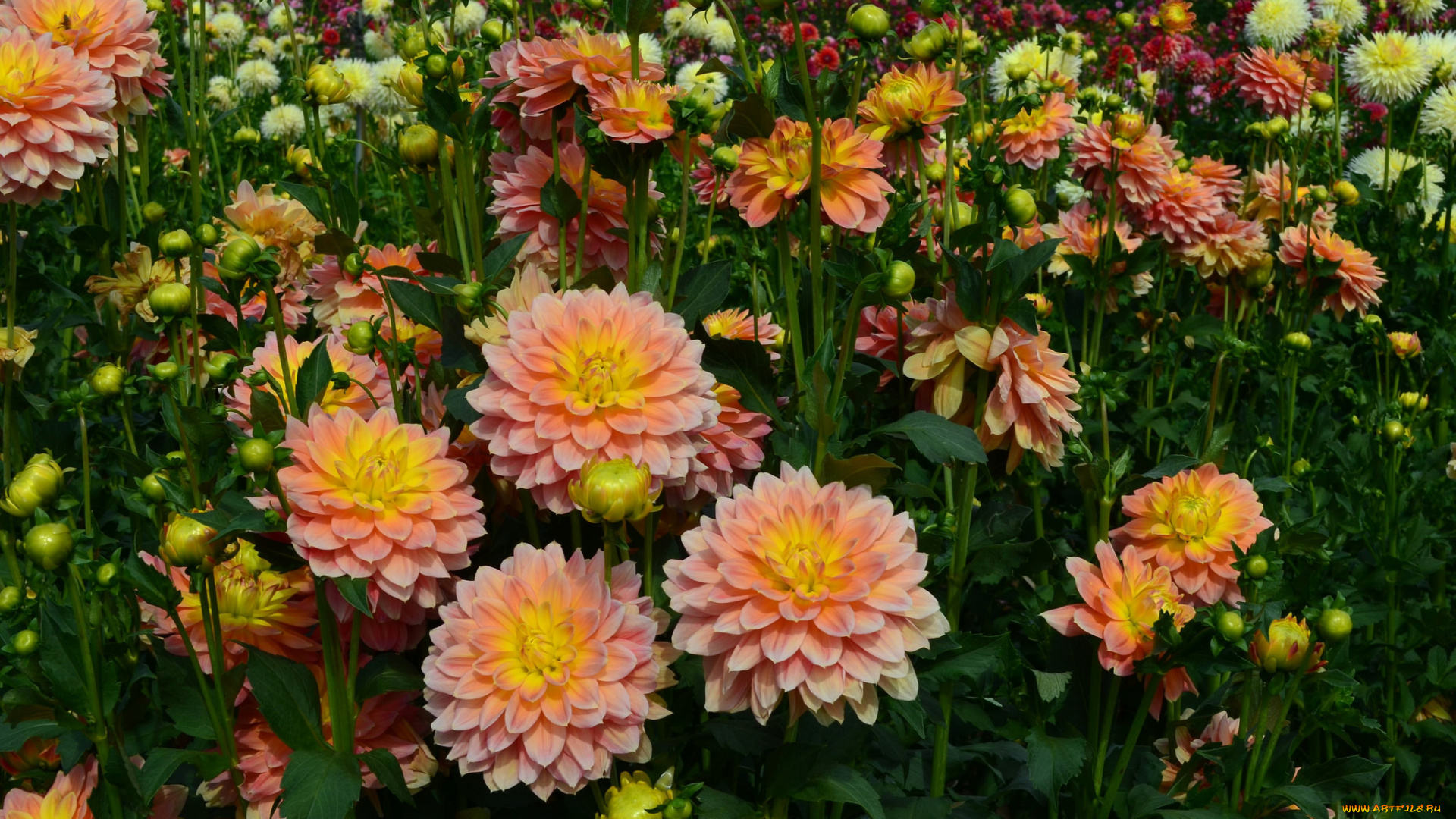 цветы, георгины, лепестки, георгин, цветение, бутоны