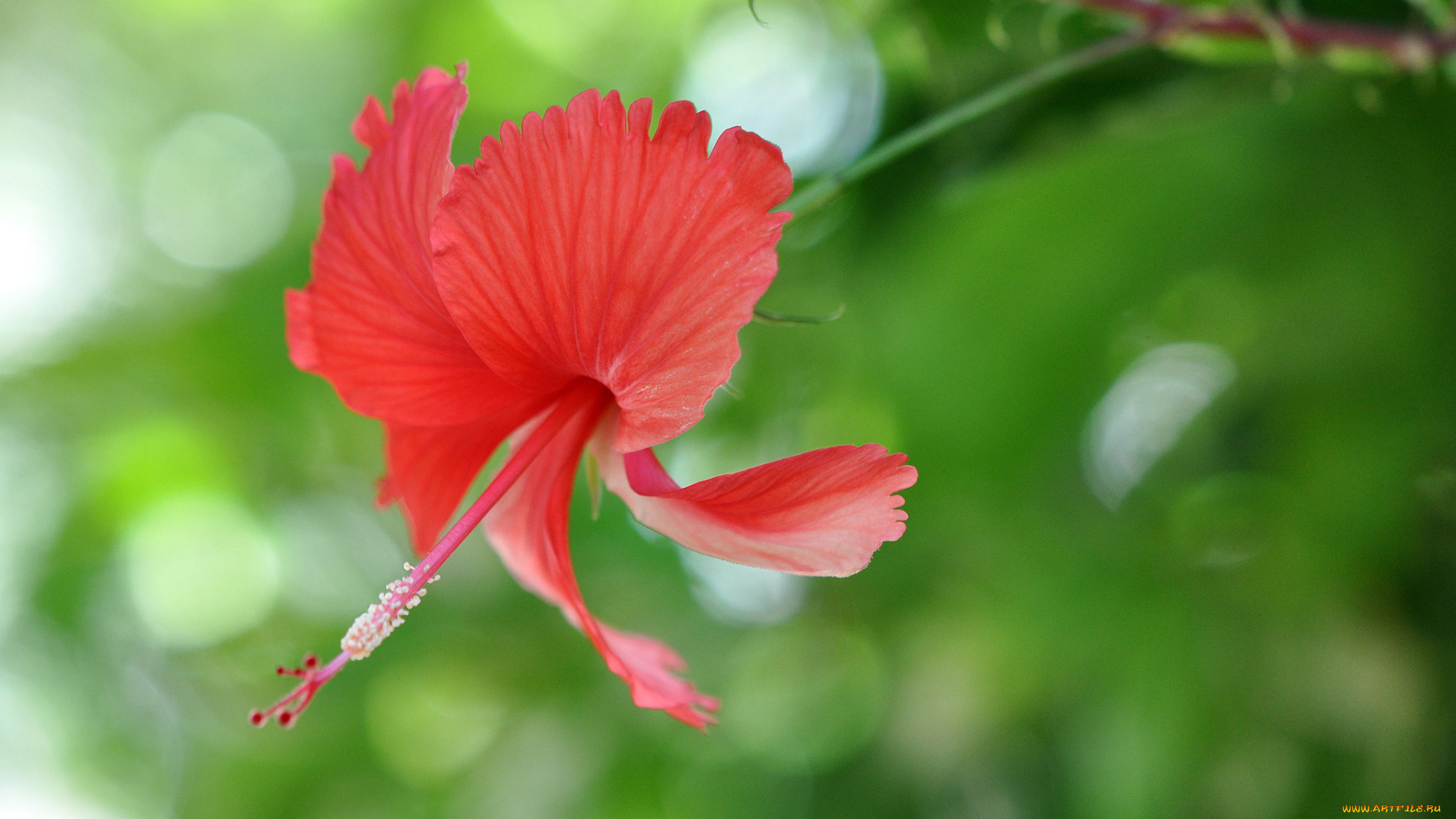 цветы, гибискусы, цветок, гибискус, красный, цветение