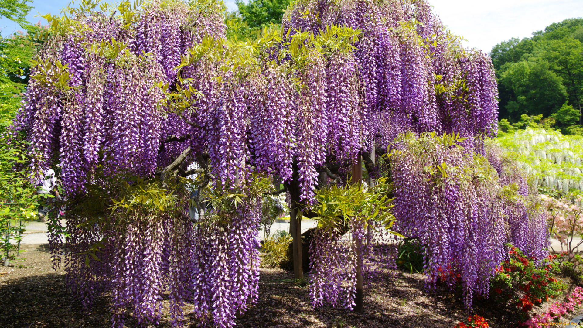цветы, глициния, кустарник, цветение, сиреневая