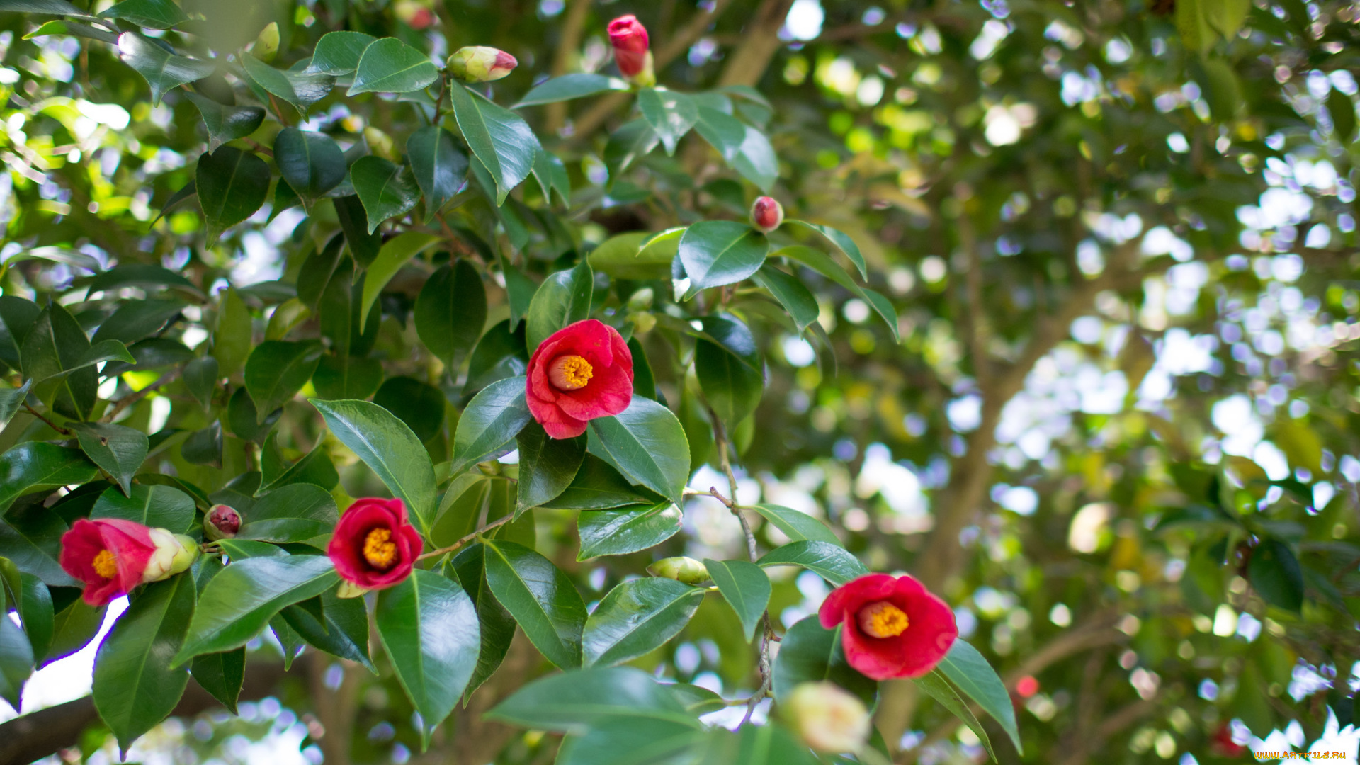 цветы, камелии, цветение, камелия, листья, ветки, кустарник