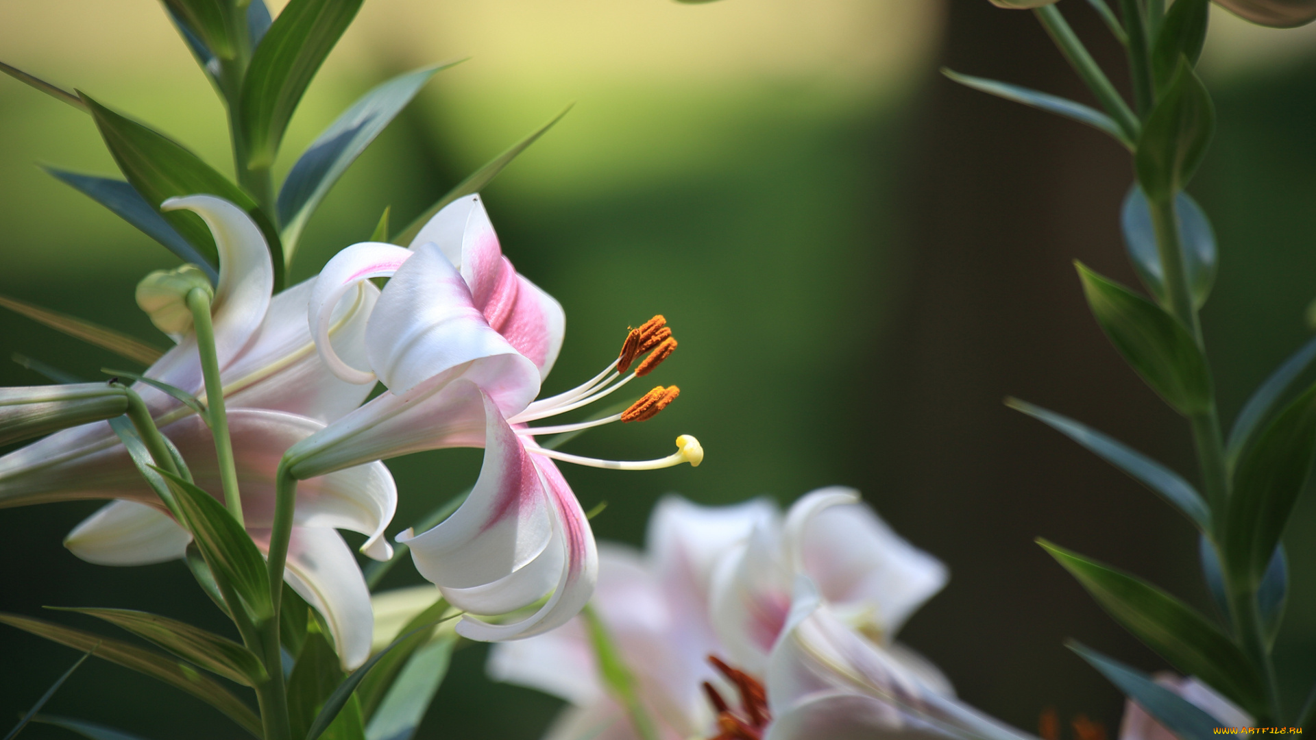 цветы, лилии, , лилейники, ветки, листья, лилия, белая, цветение