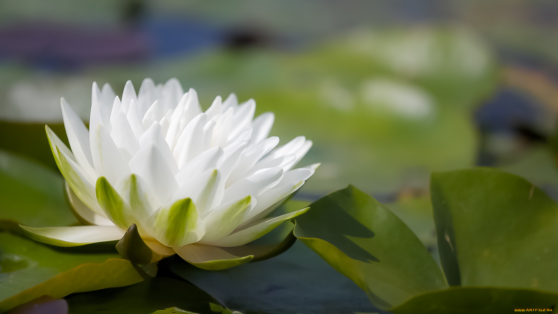 цветы, лилии, водяные, , нимфеи, , кувшинки, листья, вода, водяные, лилии