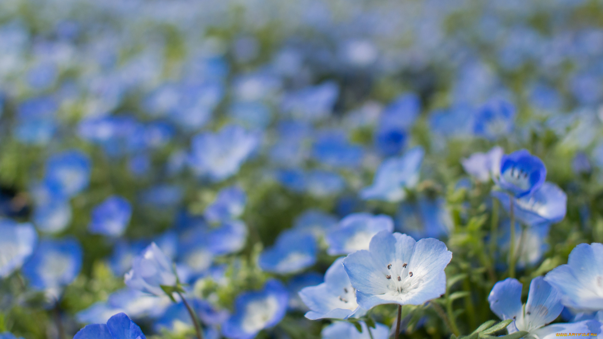 цветы, немофилы, , вероники, голубая, вероника, цветение, листья, лепестки