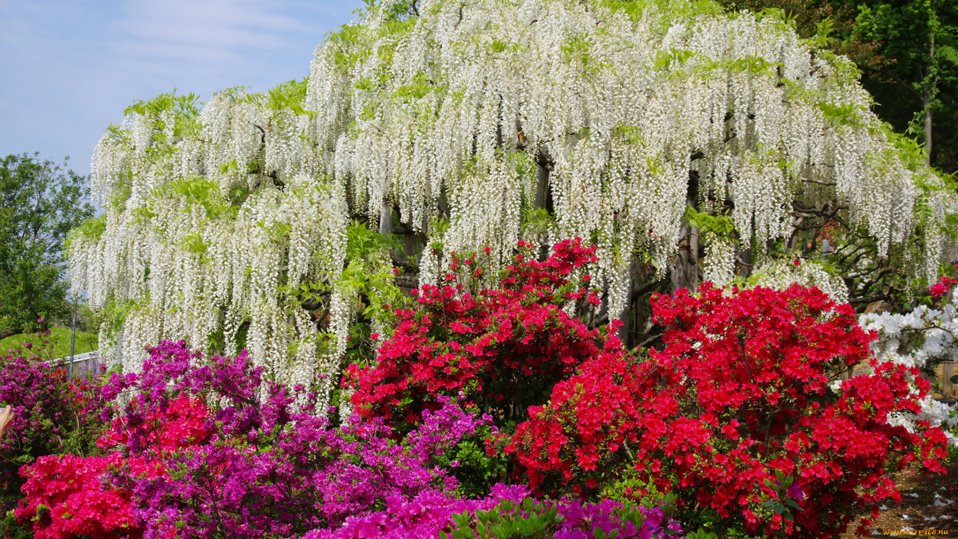 цветы, разные, вместе, кустарник, розовая, азалия, цветение, белая, глициния