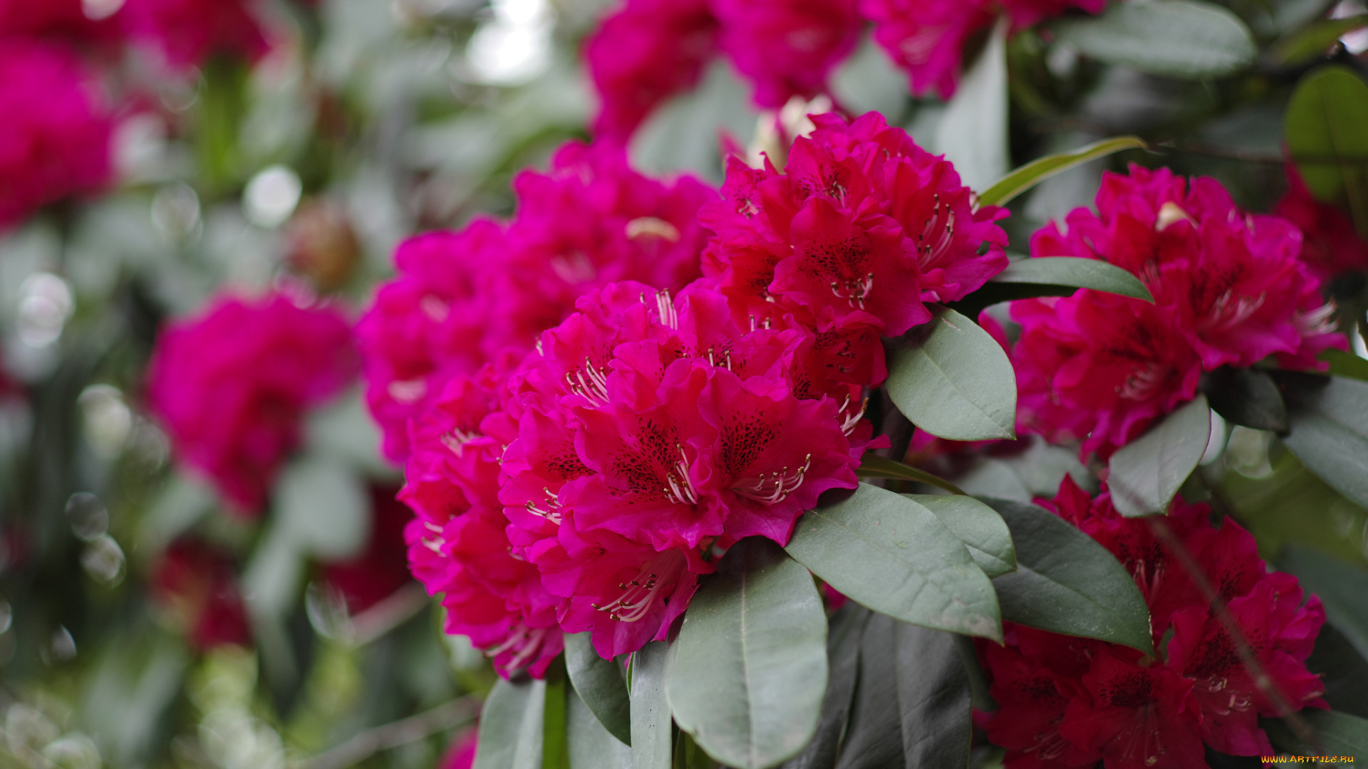 цветы, рододендроны, , азалии, цветение, розовая, азалия, кустарник