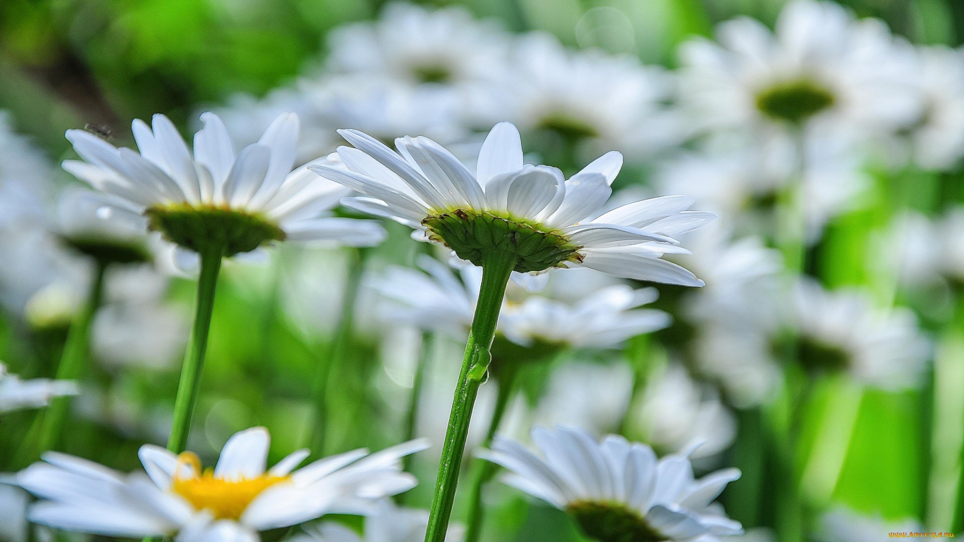 цветы, ромашки, белые, лепестки, цветение