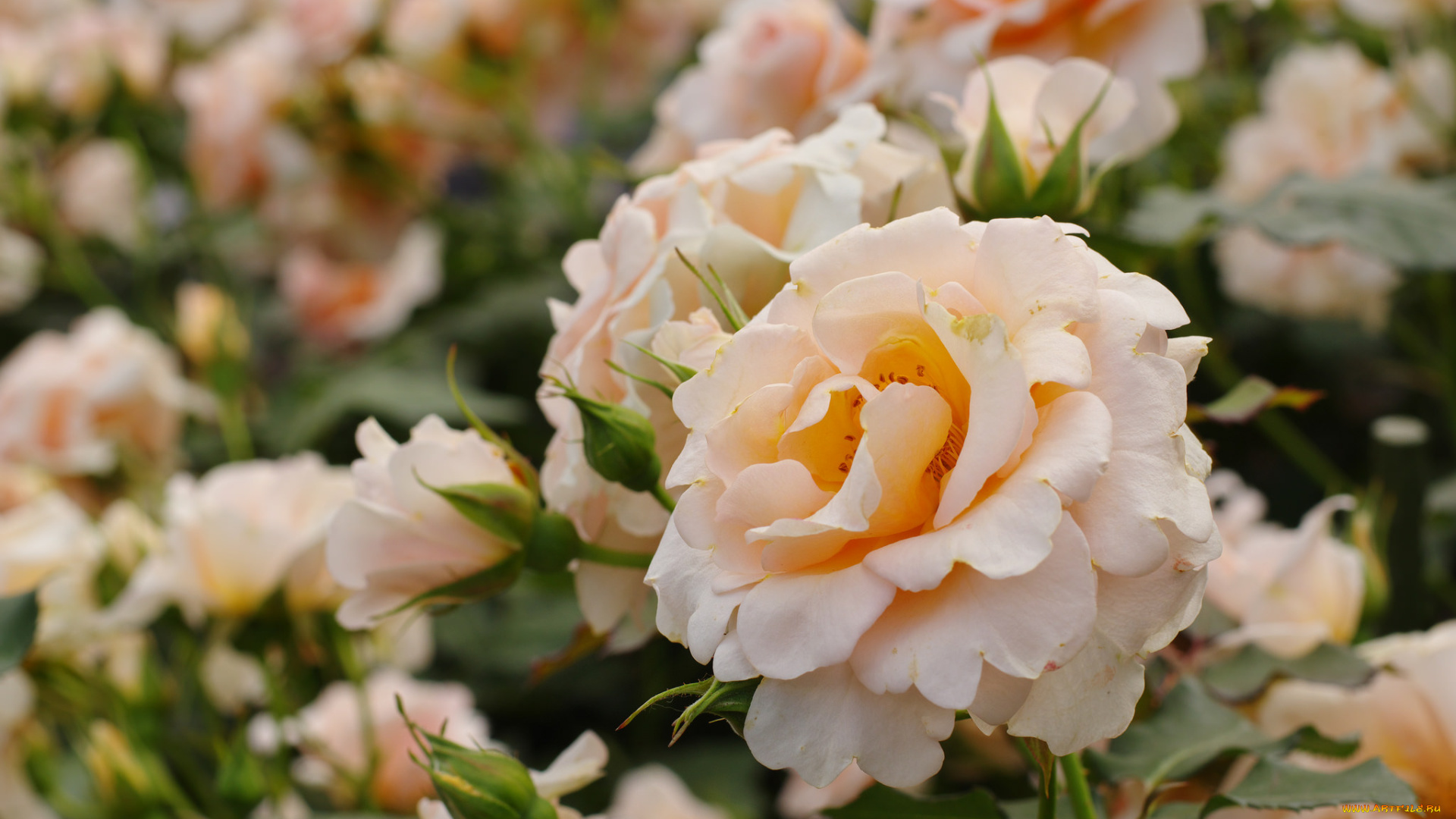 цветы, розы, листья, лепестки, цветение, роза, желтая