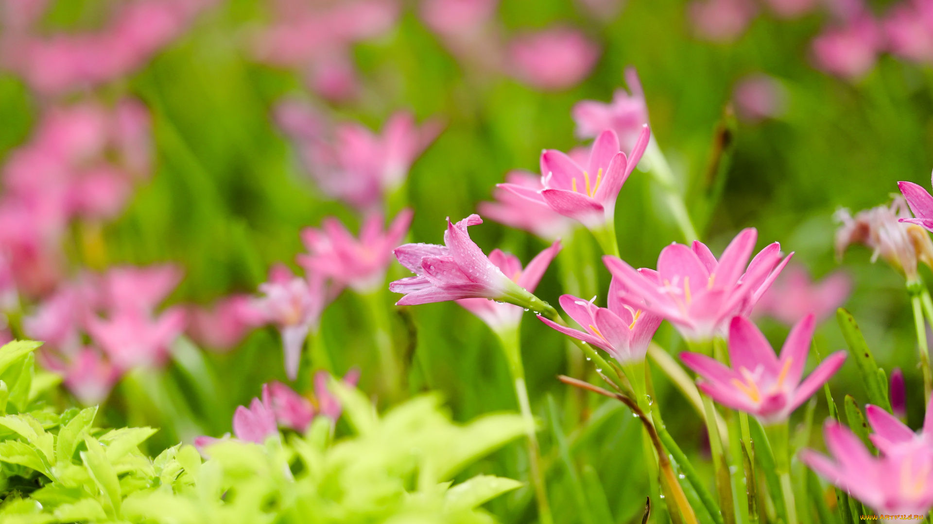 цветы, зефирантесы, цветение