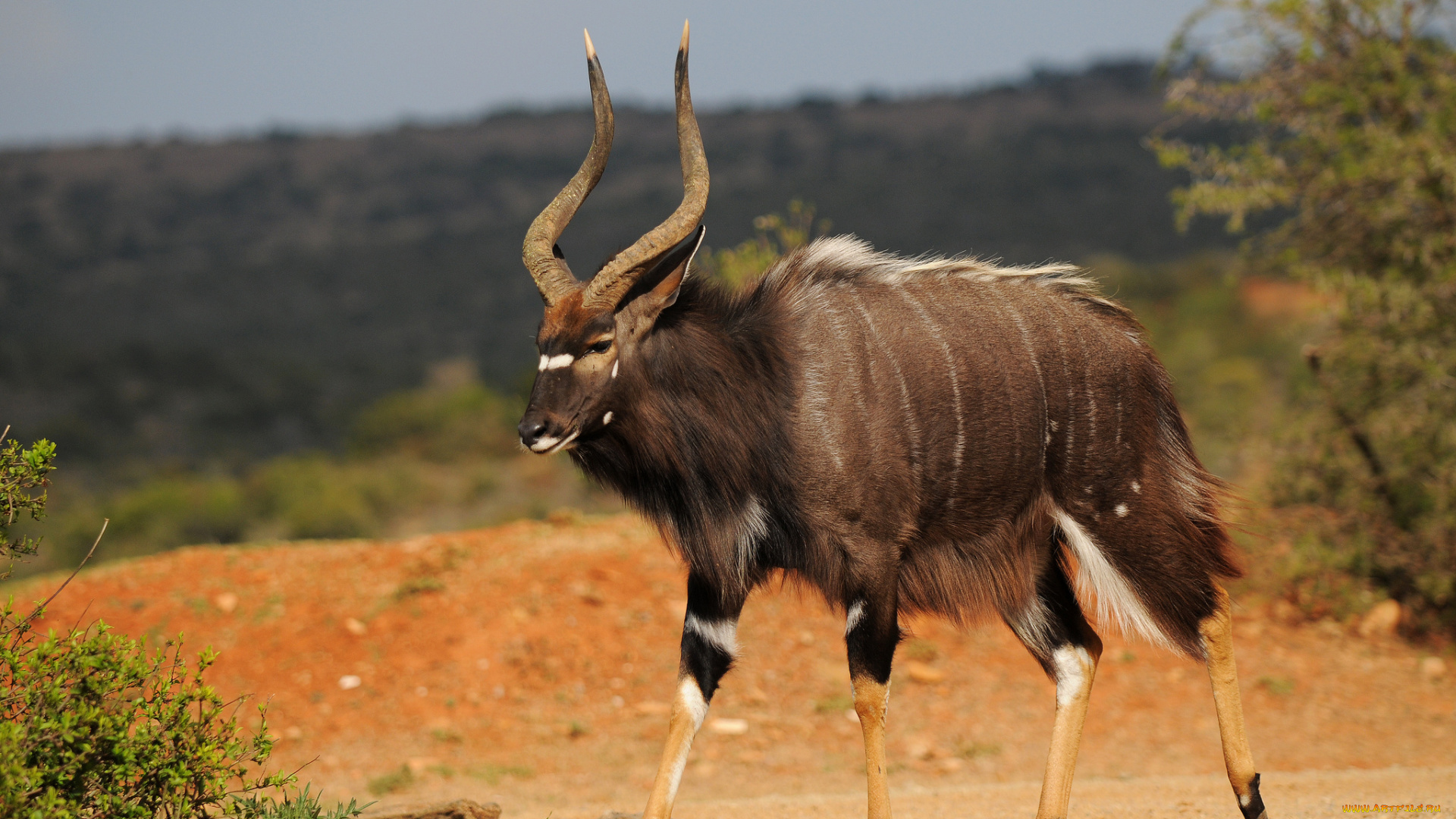 животные, антилопы, антилопа, саванна