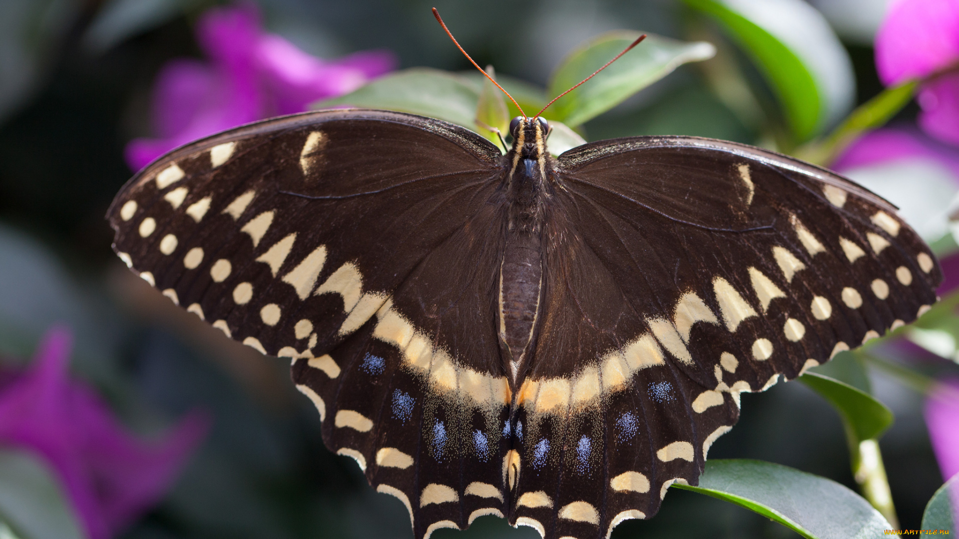 животные, бабочки, бабочка, коричневая, крылья