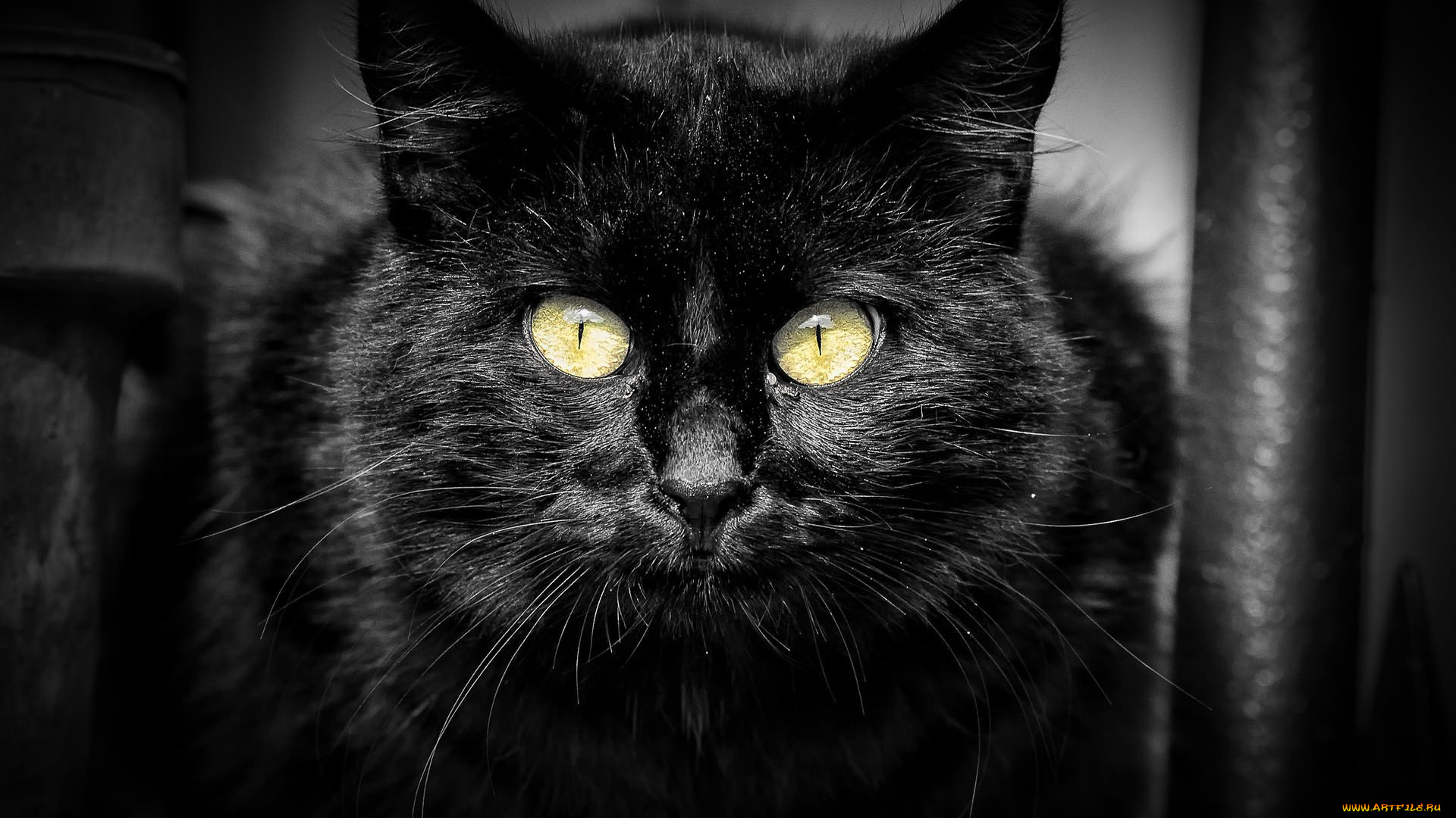 животные, коты, глаза, усы