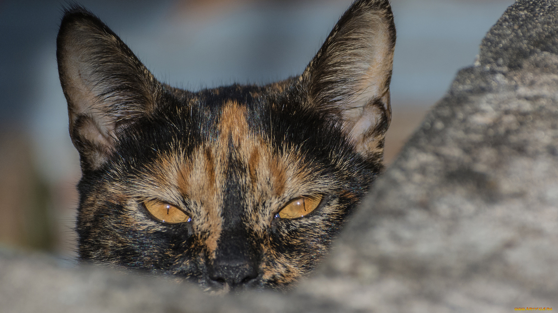 животные, коты, жёлтые, глаза, взгляд, кошка