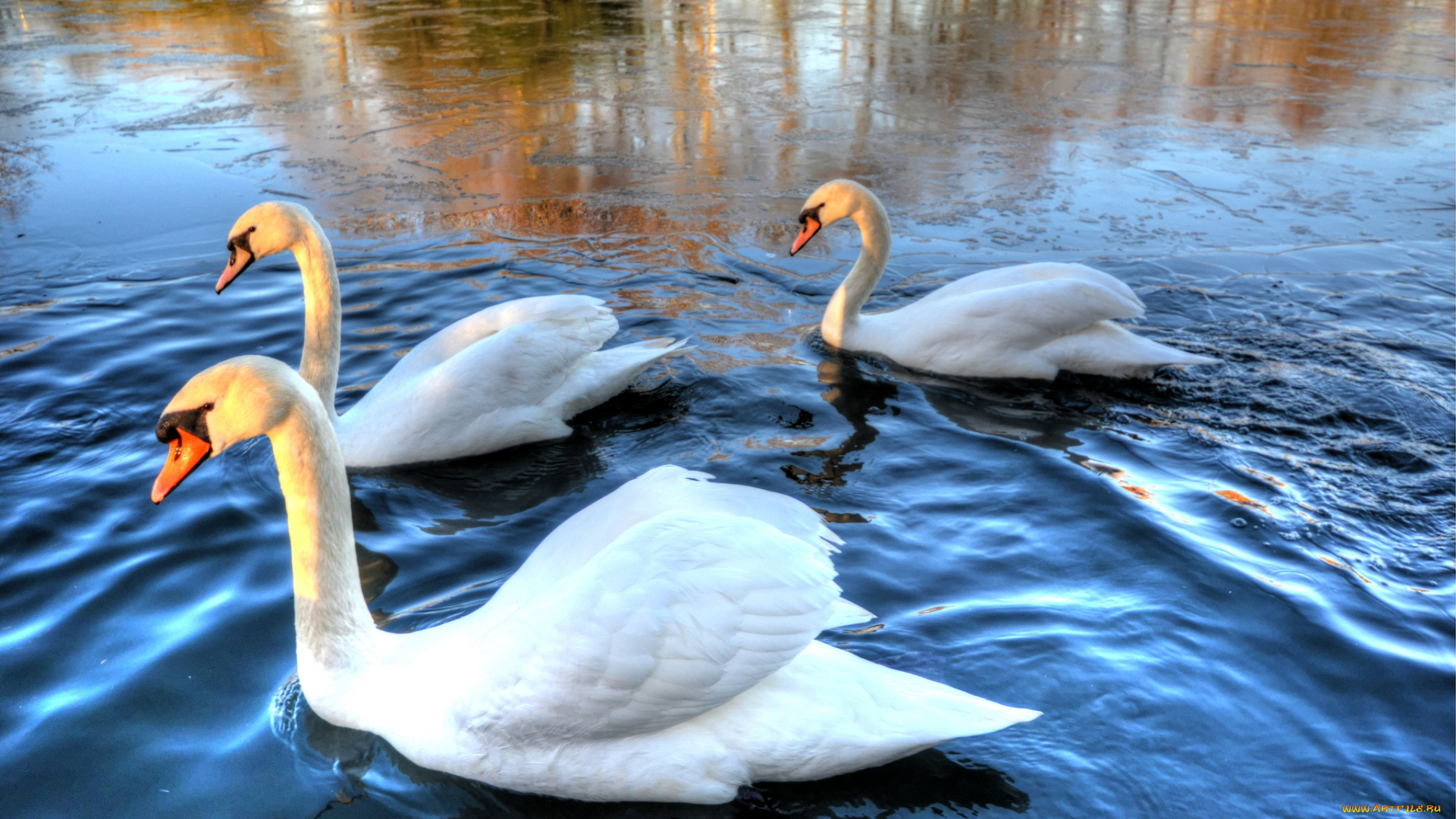 животные, лебеди, река