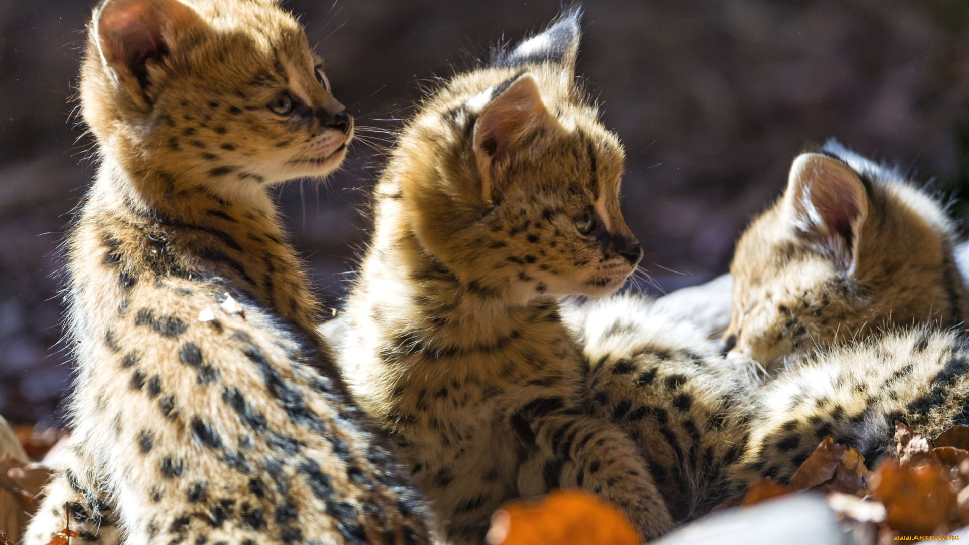 животные, сервалы, кошечки