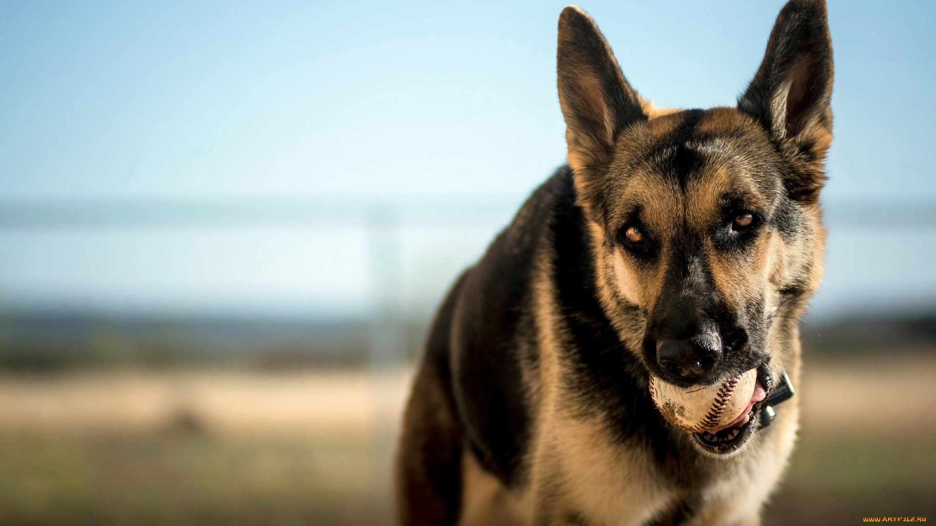 животные, собаки, взгляд, мяч