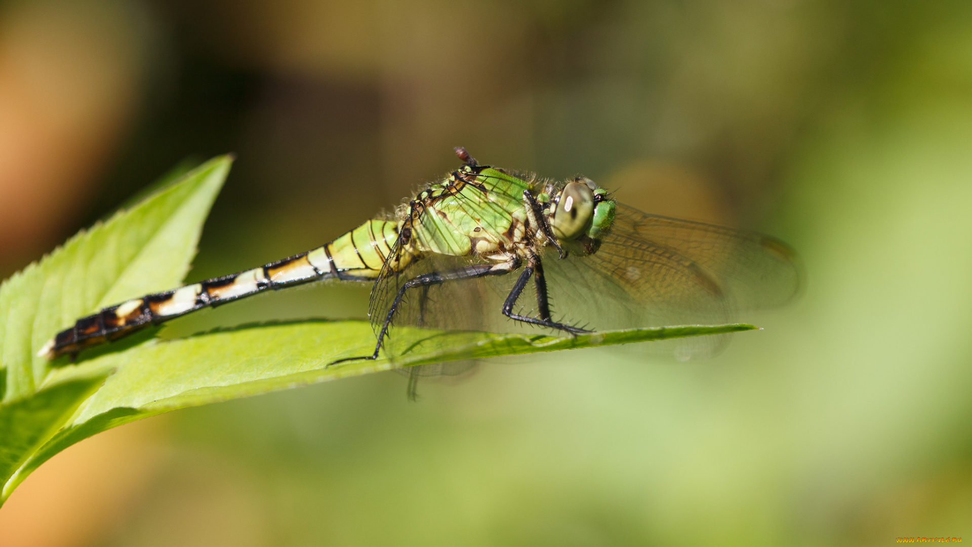 животные, стрекозы, стрекоза, макро, зелёный, фон, насекомое