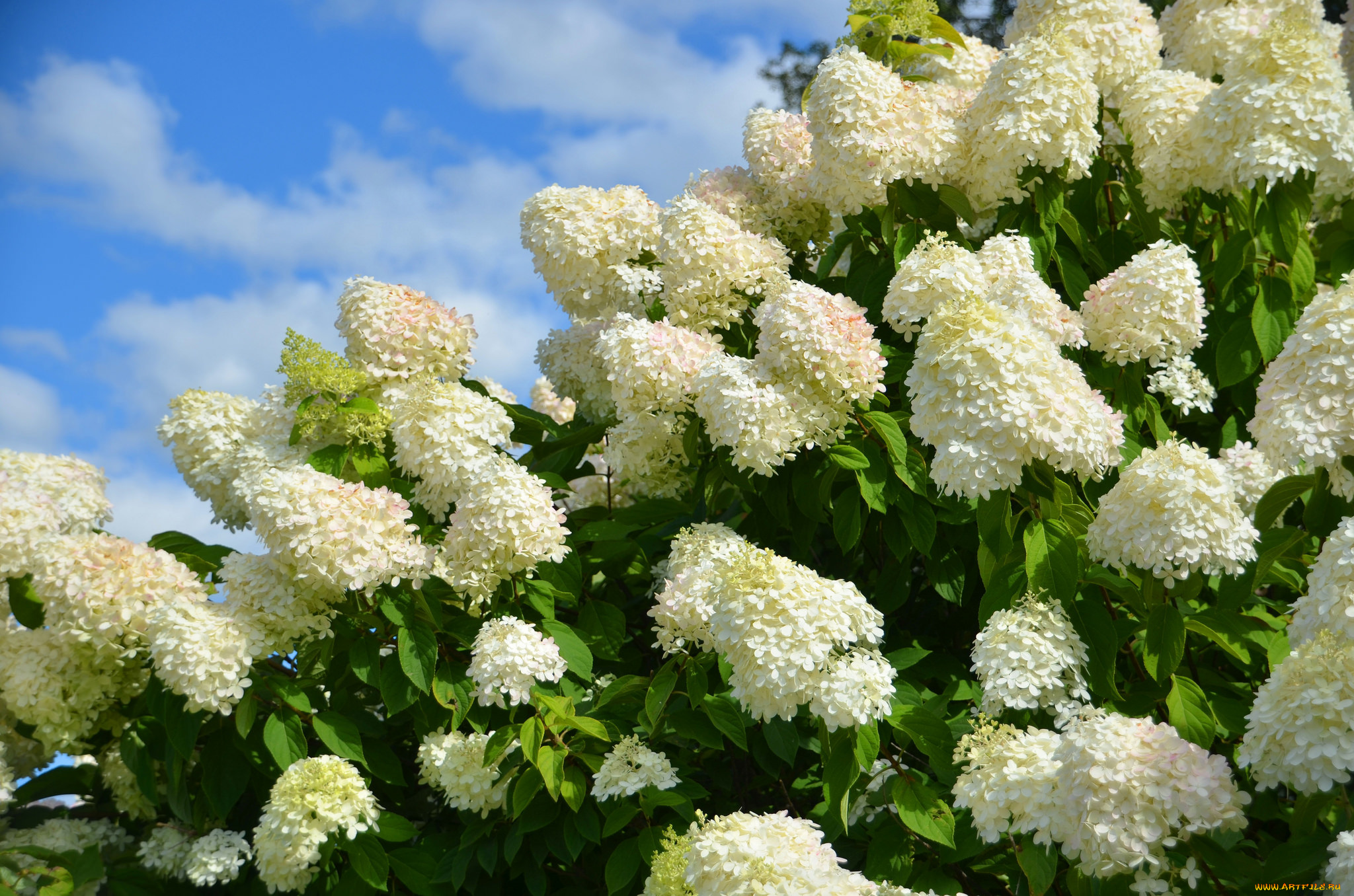 цветы, гортензия, цветение, листья, белая
