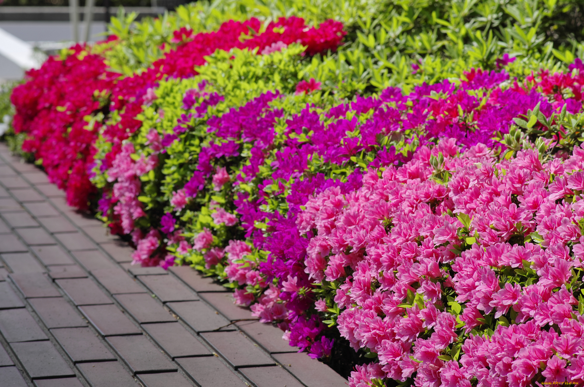 цветы, рододендроны, , азалии, цветение, розовая, азалия, кустарник