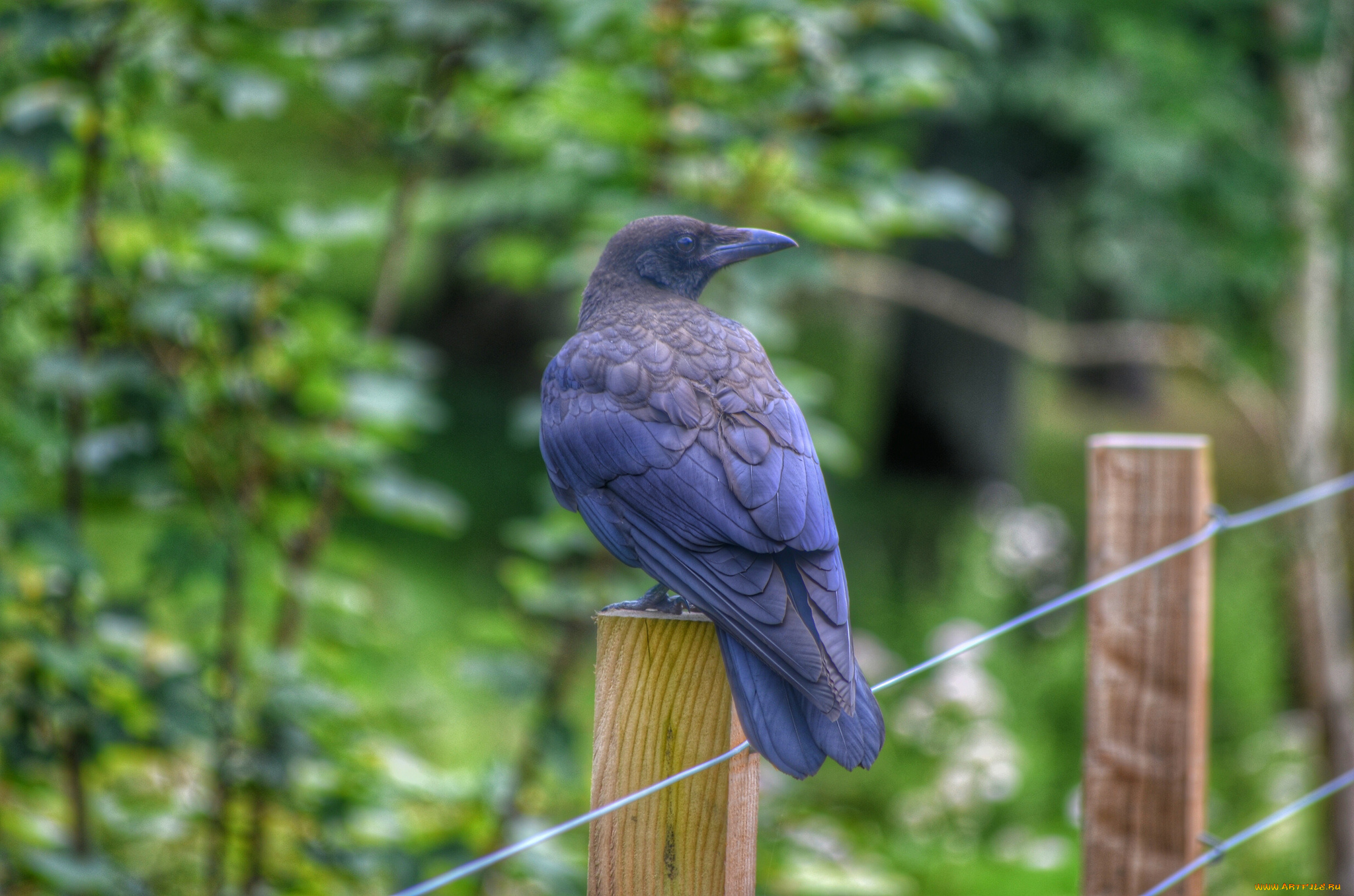 the, crow, животные, вороны, , грачи, , галки, ворон, черный