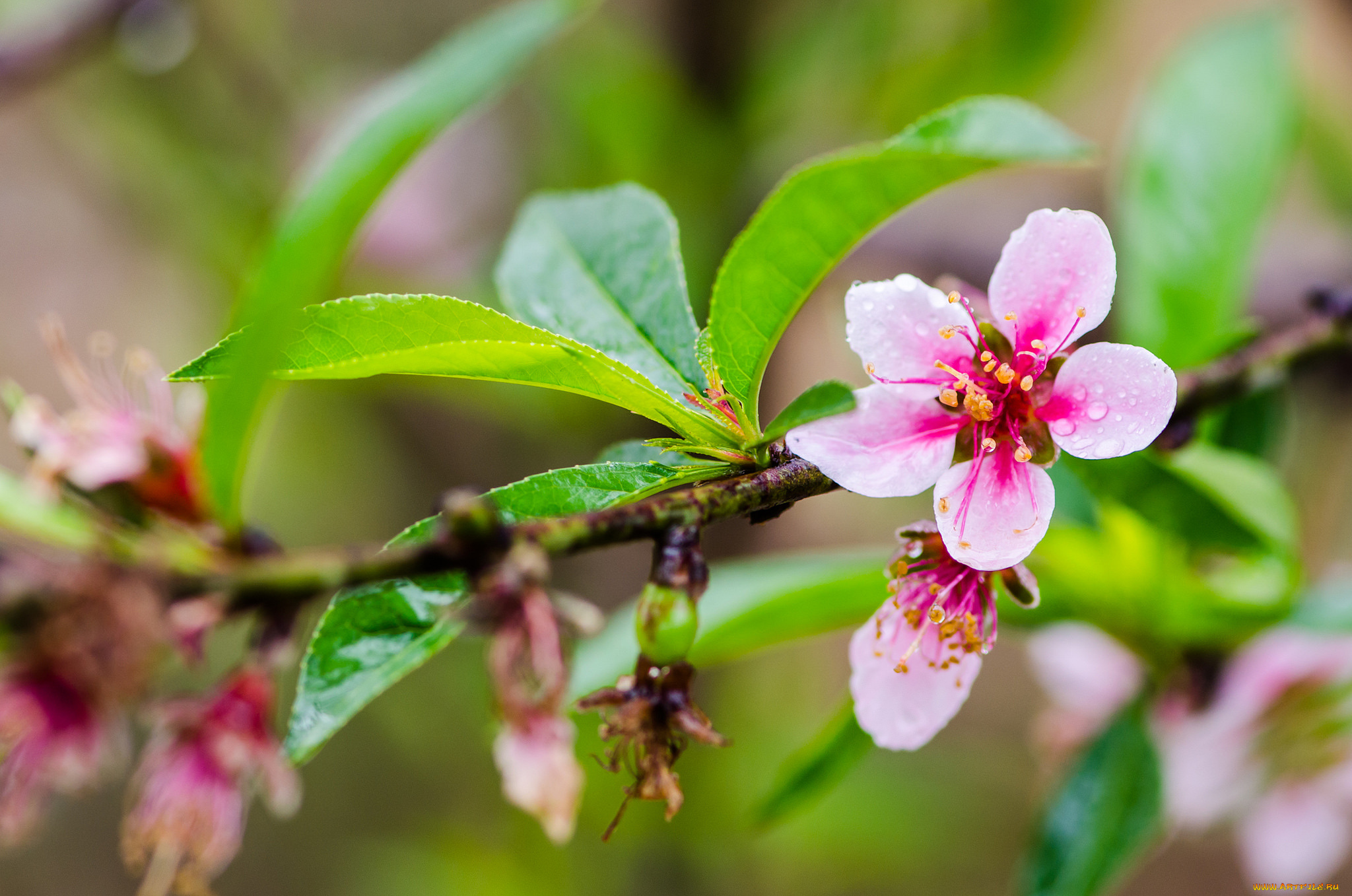 цветы, цветущие, деревья, , , кустарники, ветка, листья
