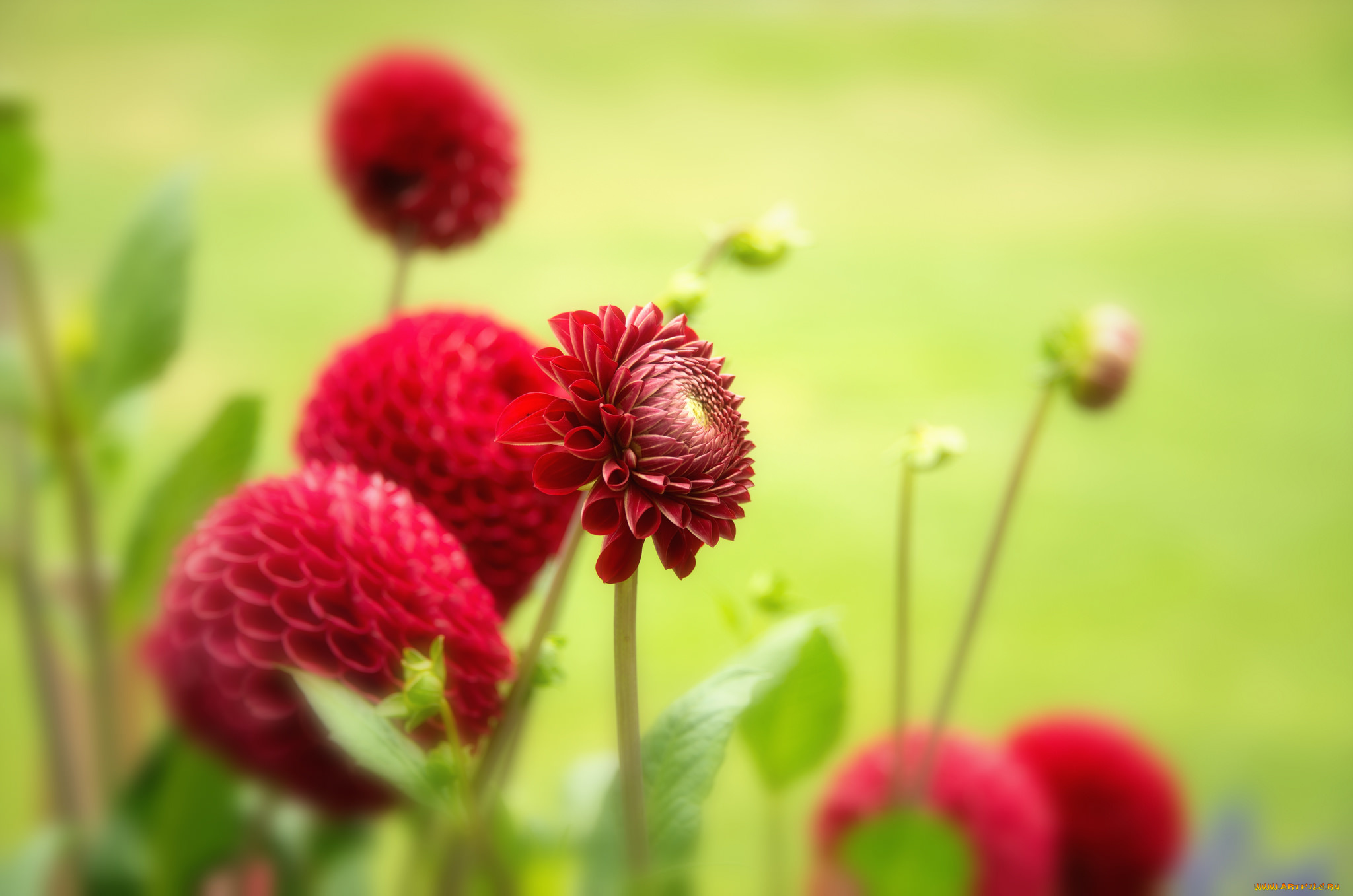 цветы, георгины, бутоны, цветение, георгин, лепестки, алый