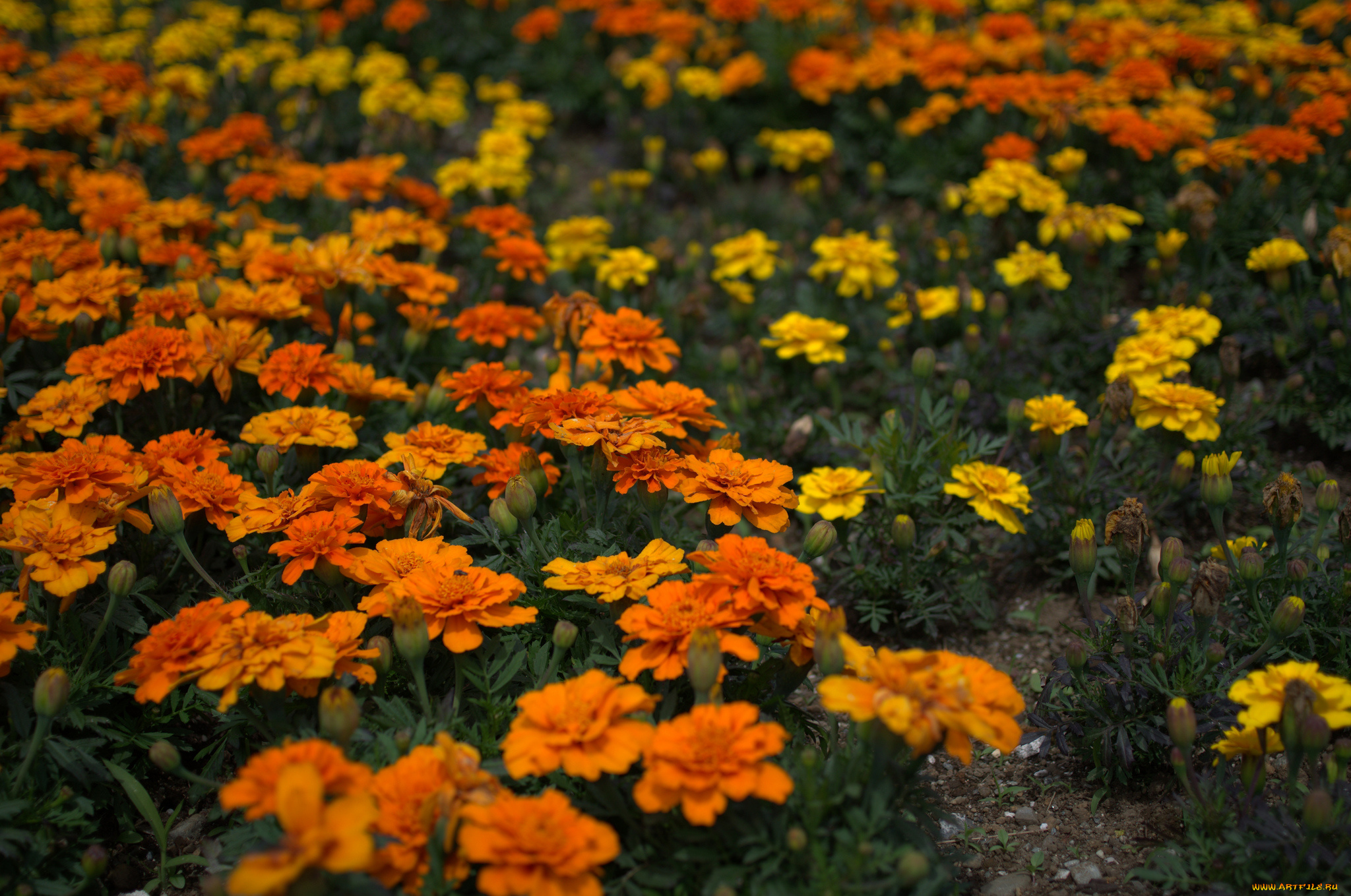 цветы, бархатцы, оранжевые, желтые, кустики, цветение, yellow, orange, flowering, bushes, marigold